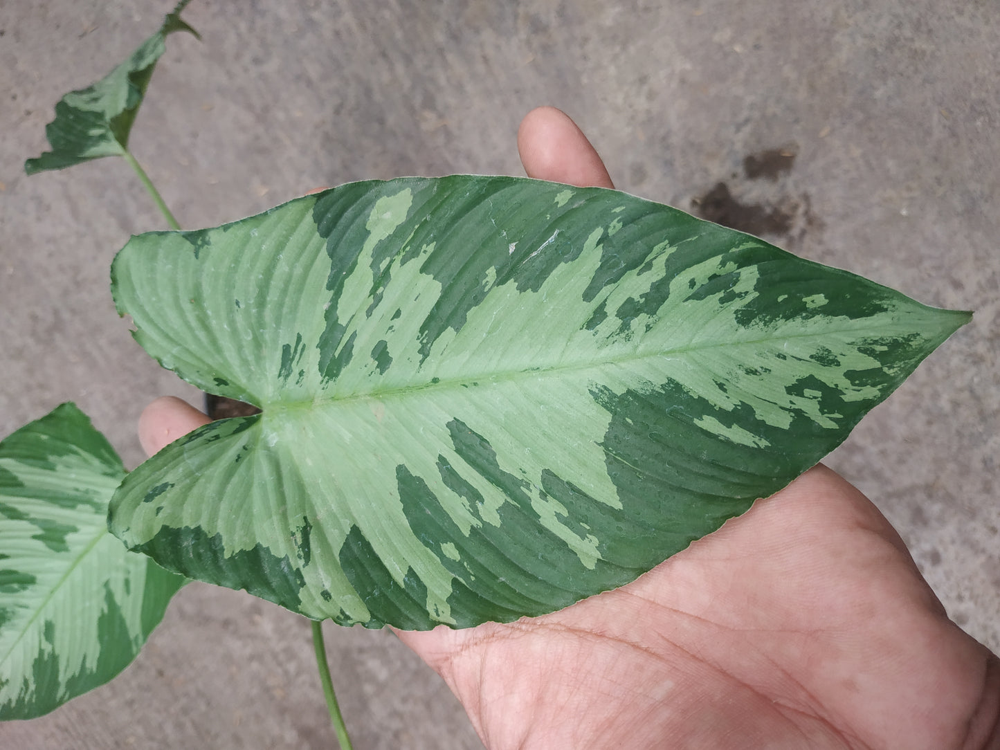 Schismatoglottis Pusilla
