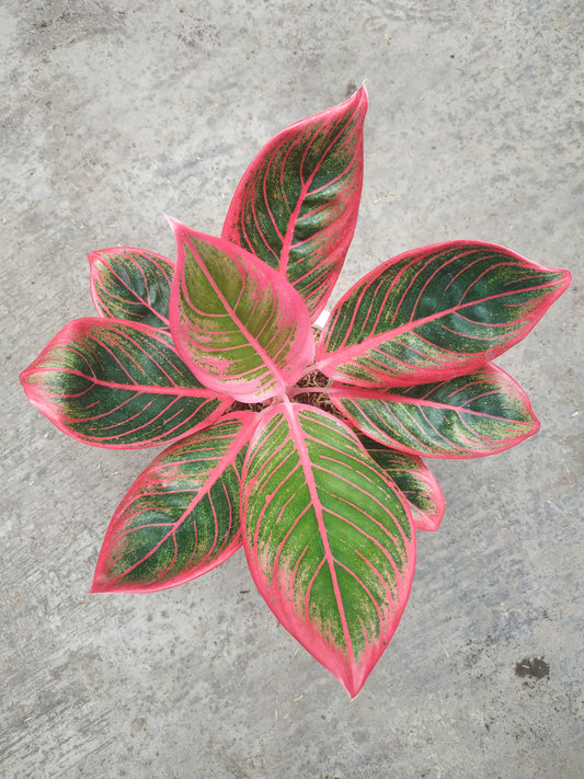 Aglaonema khanza, live aglaonema khanza, live aglaonema khanza plants, rare aglaonema khanza, rare aglaonema khanza live plants, tropical aglaonema khanza live plants, wholesale aglaonema khanza, outdoor plant, indoor plants, winter plants, summer plants, spring plants, houseplants, rare aglaonema khanza live plants, live aglaonema khanza rare plants
