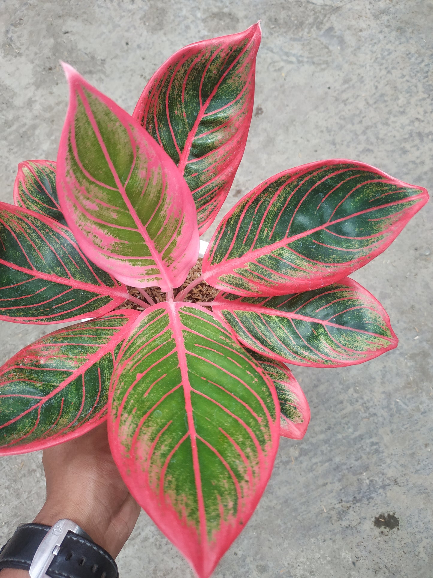 Aglaonema khanza, live aglaonema khanza, live aglaonema khanza plants, rare aglaonema khanza, rare aglaonema khanza live plants, tropical aglaonema khanza live plants, wholesale aglaonema khanza, outdoor plant, indoor plants, winter plants, summer plants, spring plants, houseplants, rare aglaonema khanza live plants, live aglaonema khanza rare plants