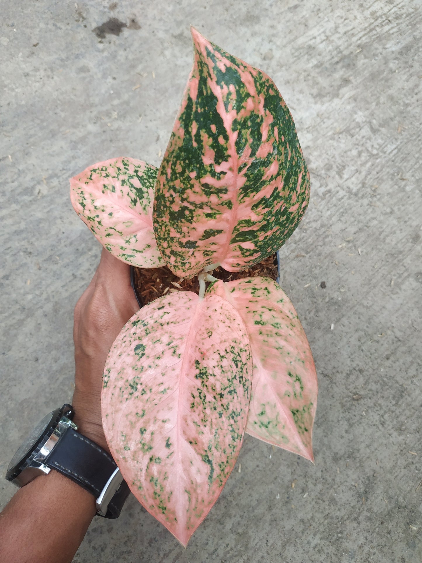 Aglaonema stardust orange, live aglaonema stardust orange, live aglaonema stardust orange plants, rare aglaonema stardust orange, rare aglaonema stardust orange live plants, tropical aglaonema stardust orange live plants, wholesale aglaonema stardust orange, outdoor plant, indoor plants, winter plants, summer plants, spring plants, houseplants, rare aglaonema stardust orange live plants, live aglaonema stardust orange rare plants