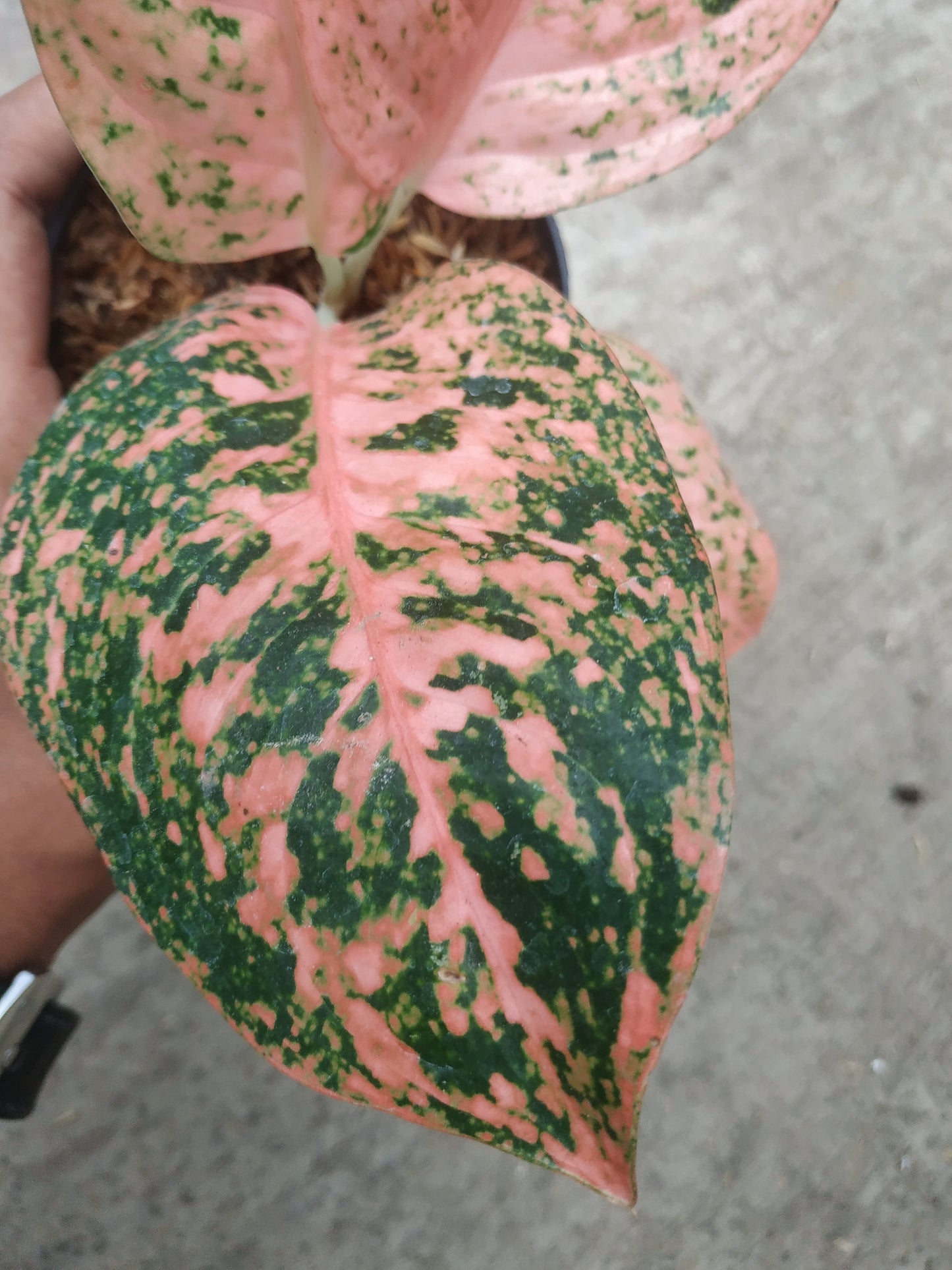 Aglaonema stardust orange, live aglaonema stardust orange, live aglaonema stardust orange plants, rare aglaonema stardust orange, rare aglaonema stardust orange live plants, tropical aglaonema stardust orange live plants, wholesale aglaonema stardust orange, outdoor plant, indoor plants, winter plants, summer plants, spring plants, houseplants, rare aglaonema stardust orange live plants, live aglaonema stardust orange rare plants