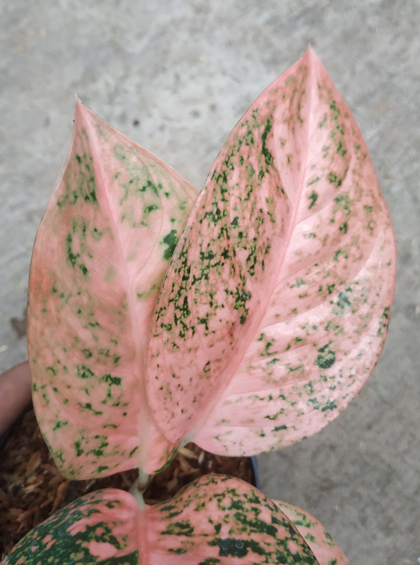 Aglaonema stardust orange, live aglaonema stardust orange, live aglaonema stardust orange plants, rare aglaonema stardust orange, rare aglaonema stardust orange live plants, tropical aglaonema stardust orange live plants, wholesale aglaonema stardust orange, outdoor plant, indoor plants, winter plants, summer plants, spring plants, houseplants, rare aglaonema stardust orange live plants, live aglaonema stardust orange rare plants