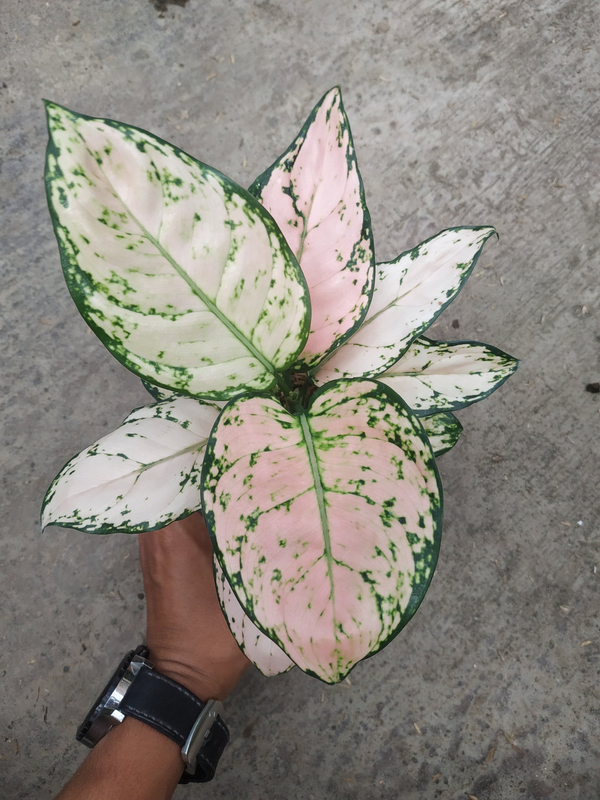 Aglaonema dud cream, live aglaonema dud cream, live aglaonema dud cream plants, rare aglaonema dud cream, rare aglaonema dud cream live plants, tropical aglaonema dud cream live plants, wholesale aglaonema dud cream, outdoor plant, indoor plants, winter plants, summer plants, spring plants, houseplants, rare aglaonema dud cream live plants, live aglaonema dud cream rare plants
