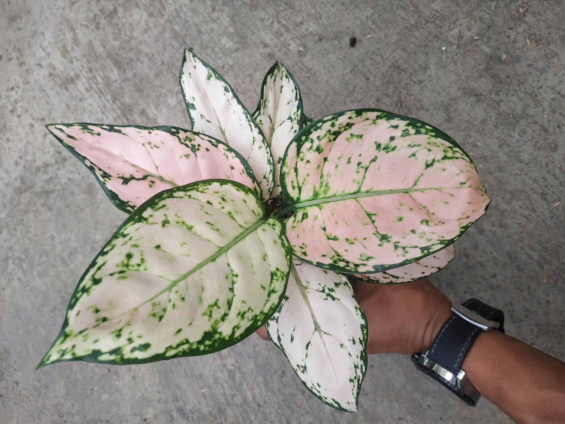 Aglaonema dud cream, live aglaonema dud cream, live aglaonema dud cream plants, rare aglaonema dud cream, rare aglaonema dud cream live plants, tropical aglaonema dud cream live plants, wholesale aglaonema dud cream, outdoor plant, indoor plants, winter plants, summer plants, spring plants, houseplants, rare aglaonema dud cream live plants, live aglaonema dud cream rare plants