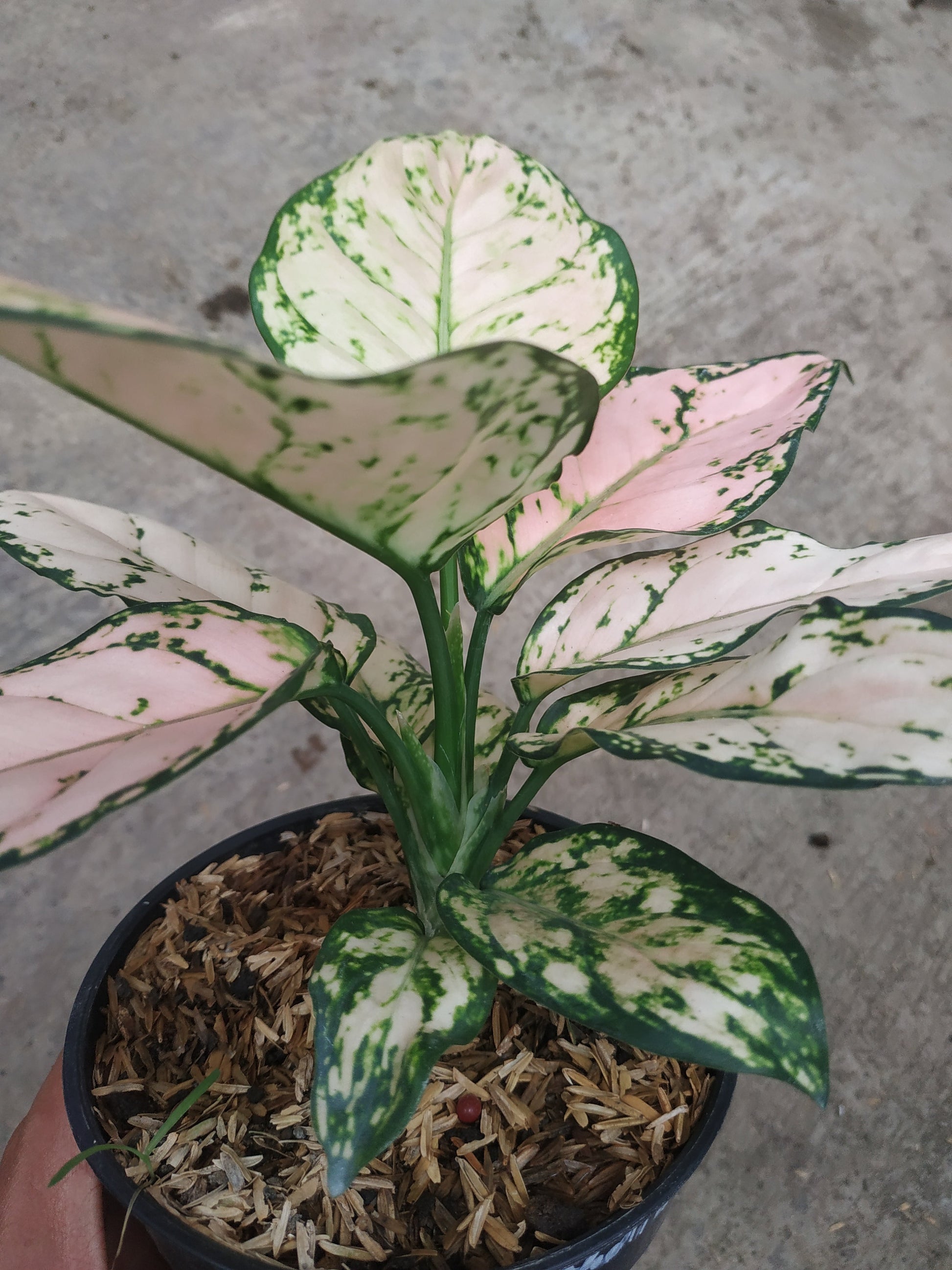 Aglaonema dud cream, live aglaonema dud cream, live aglaonema dud cream plants, rare aglaonema dud cream, rare aglaonema dud cream live plants, tropical aglaonema dud cream live plants, wholesale aglaonema dud cream, outdoor plant, indoor plants, winter plants, summer plants, spring plants, houseplants, rare aglaonema dud cream live plants, live aglaonema dud cream rare plants