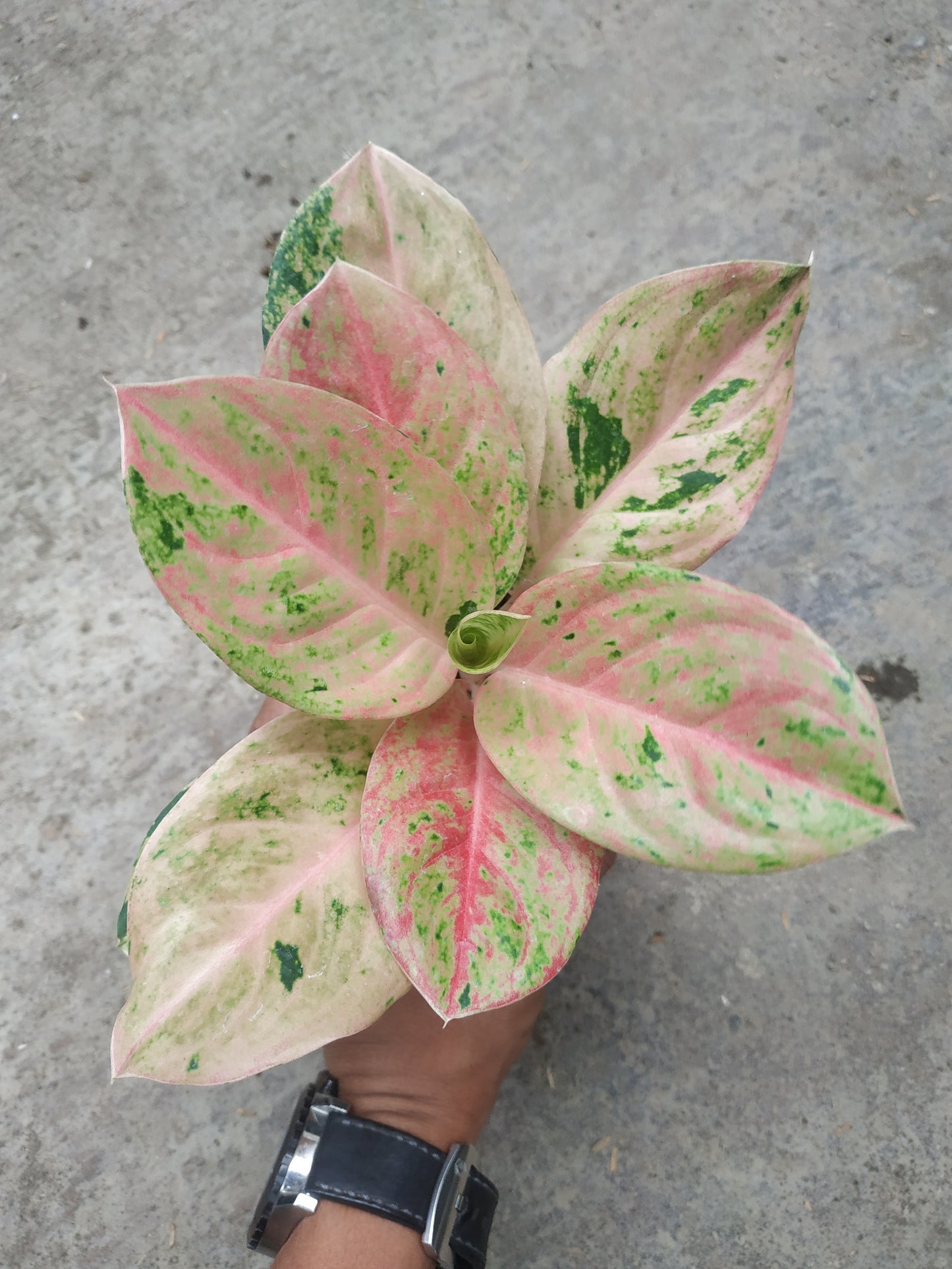 Aglaonema obama emerald, live aglaonema emerald, live aglaonema obama plants, rare aglaonema obama emerald, rare aglaonema emerald live plants, tropical aglaonema emerald live plants, wholesale aglaonema emerald, outdoor plant, indoor plants, winter plants, summer plants, spring plants, houseplants, rare aglaonema emerald live plants, live aglaonema emerald rare plants