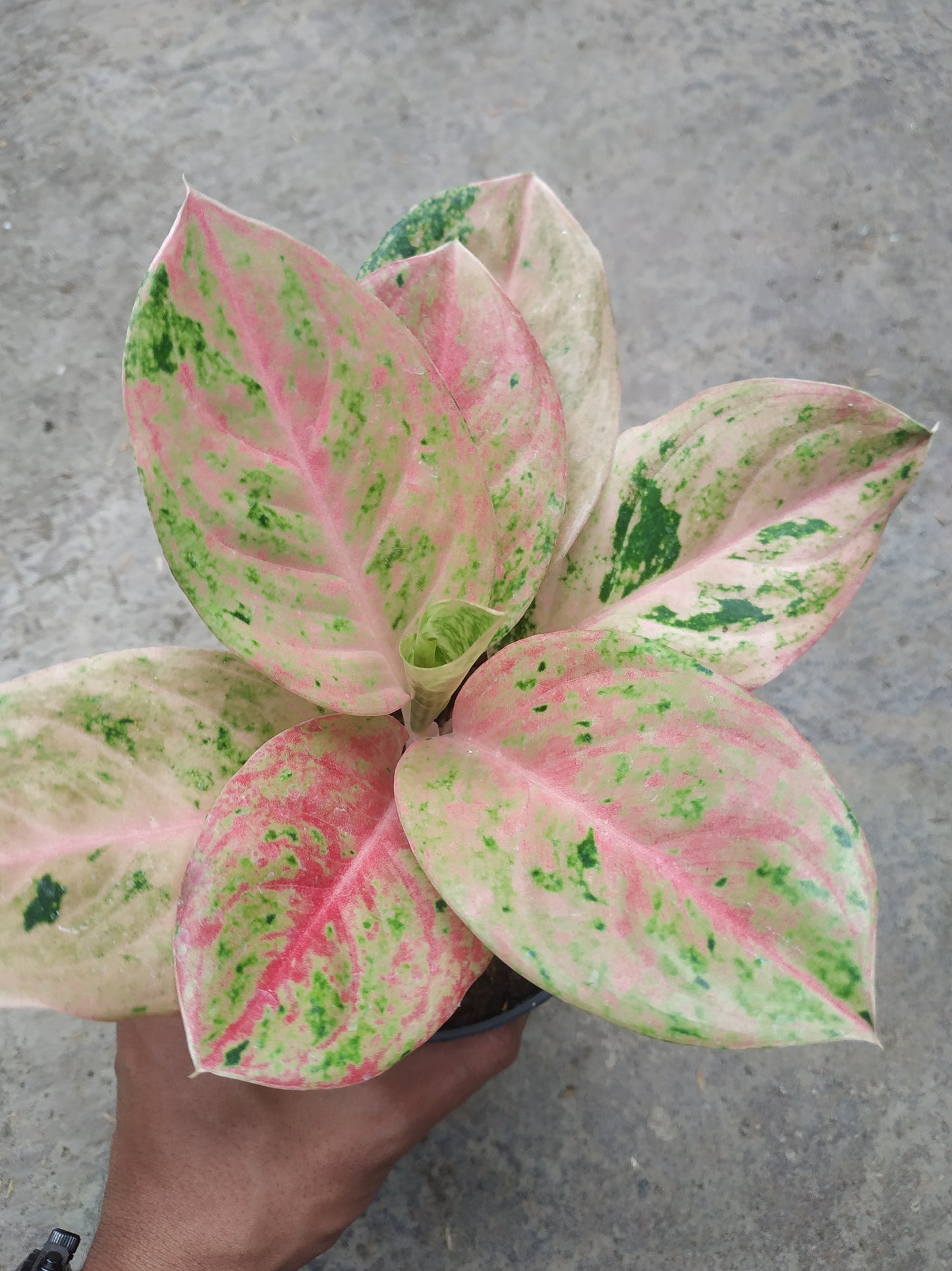 Aglaonema obama emerald, live aglaonema emerald, live aglaonema obama plants, rare aglaonema obama emerald, rare aglaonema emerald live plants, tropical aglaonema emerald live plants, wholesale aglaonema emerald, outdoor plant, indoor plants, winter plants, summer plants, spring plants, houseplants, rare aglaonema emerald live plants, live aglaonema emerald rare plants