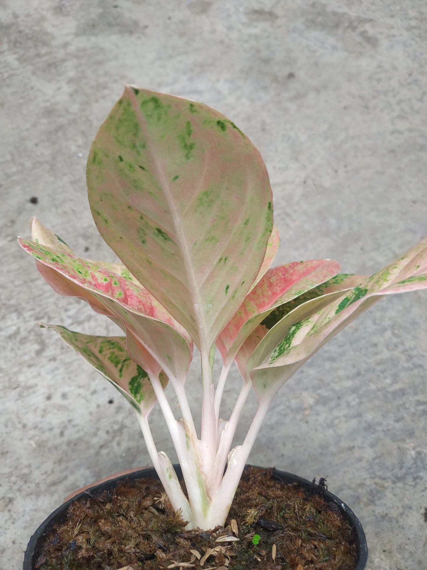 Aglaonema obama emerald, live aglaonema emerald, live aglaonema obama plants, rare aglaonema obama emerald, rare aglaonema emerald live plants, tropical aglaonema emerald live plants, wholesale aglaonema emerald, outdoor plant, indoor plants, winter plants, summer plants, spring plants, houseplants, rare aglaonema emerald live plants, live aglaonema emerald rare plants