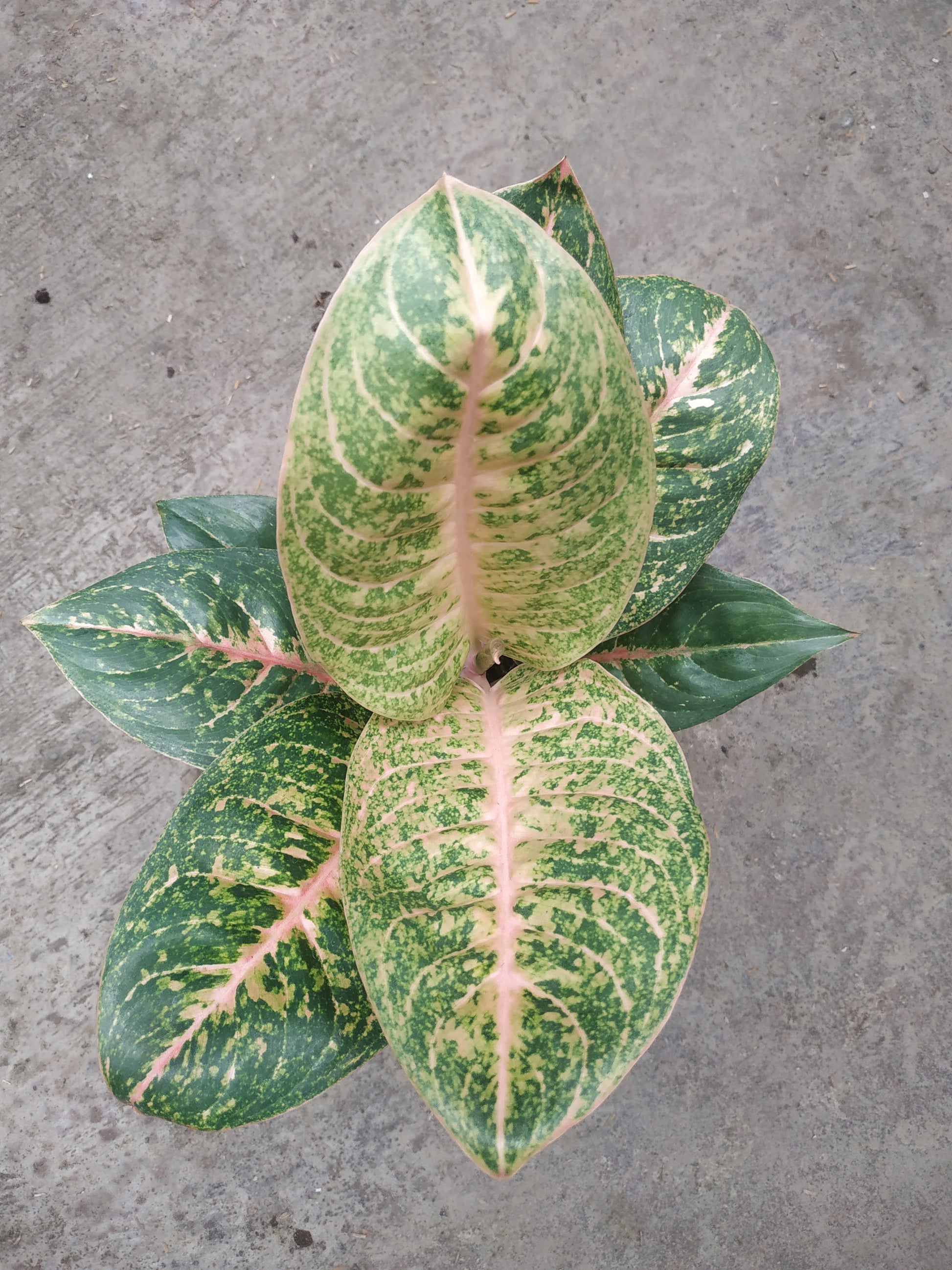 Aglaonema harley quinn, live aglaonema harley quinn, live aglaonema harley quinn plants, rare aglaonema harley quinn, rare aglaonema harley quinn live plants, tropical aglaonema harley quinn live plants, wholesale aglaonema harley quinn, outdoor plant, indoor plants, winter plants, summer plants, spring plants, houseplants, rare aglaonema harley quinn live plants, live aglaonema harley quinn rare plants
