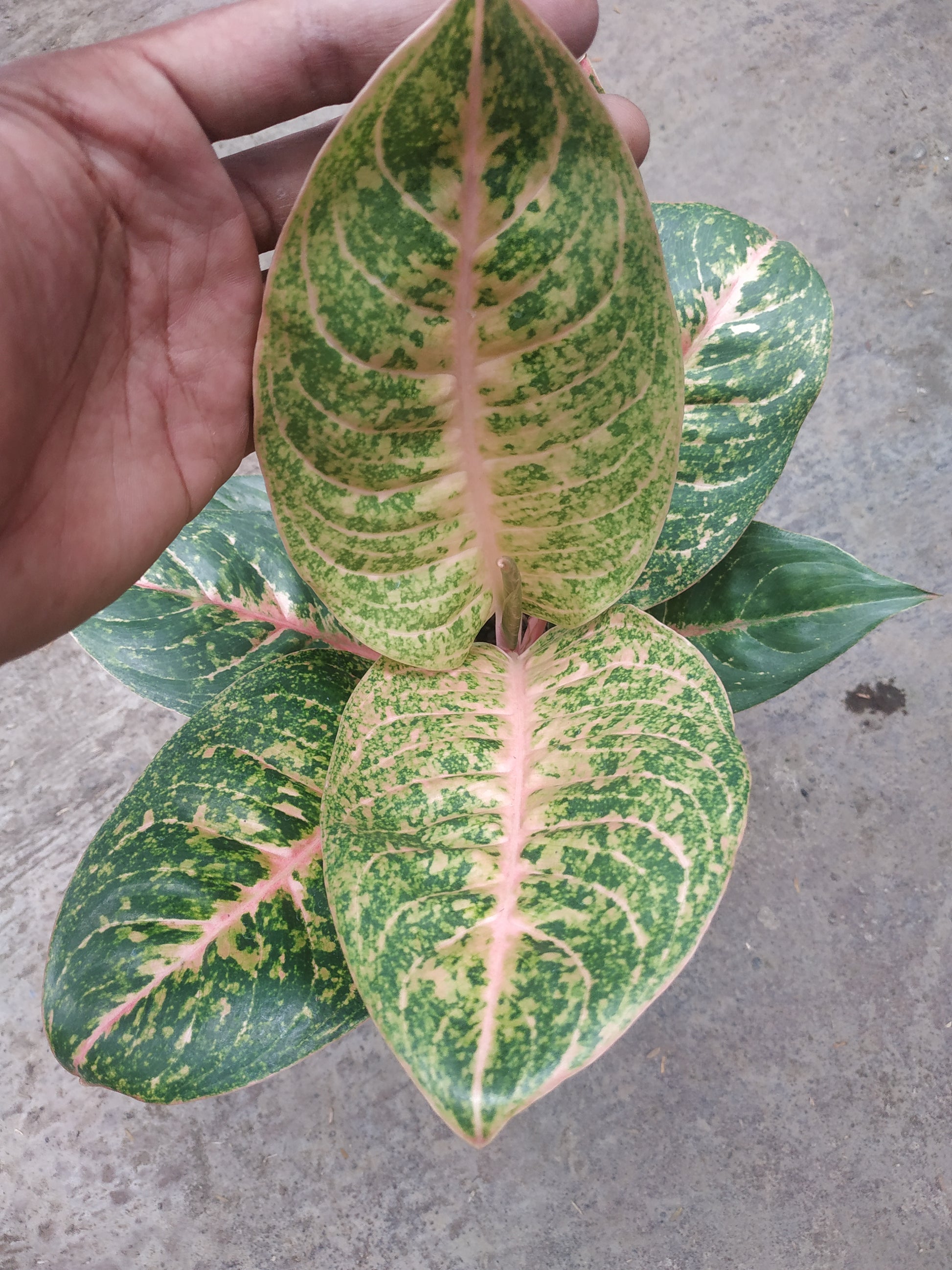Aglaonema harley quinn, live aglaonema harley quinn, live aglaonema harley quinn plants, rare aglaonema harley quinn, rare aglaonema harley quinn live plants, tropical aglaonema harley quinn live plants, wholesale aglaonema harley quinn, outdoor plant, indoor plants, winter plants, summer plants, spring plants, houseplants, rare aglaonema harley quinn live plants, live aglaonema harley quinn rare plants