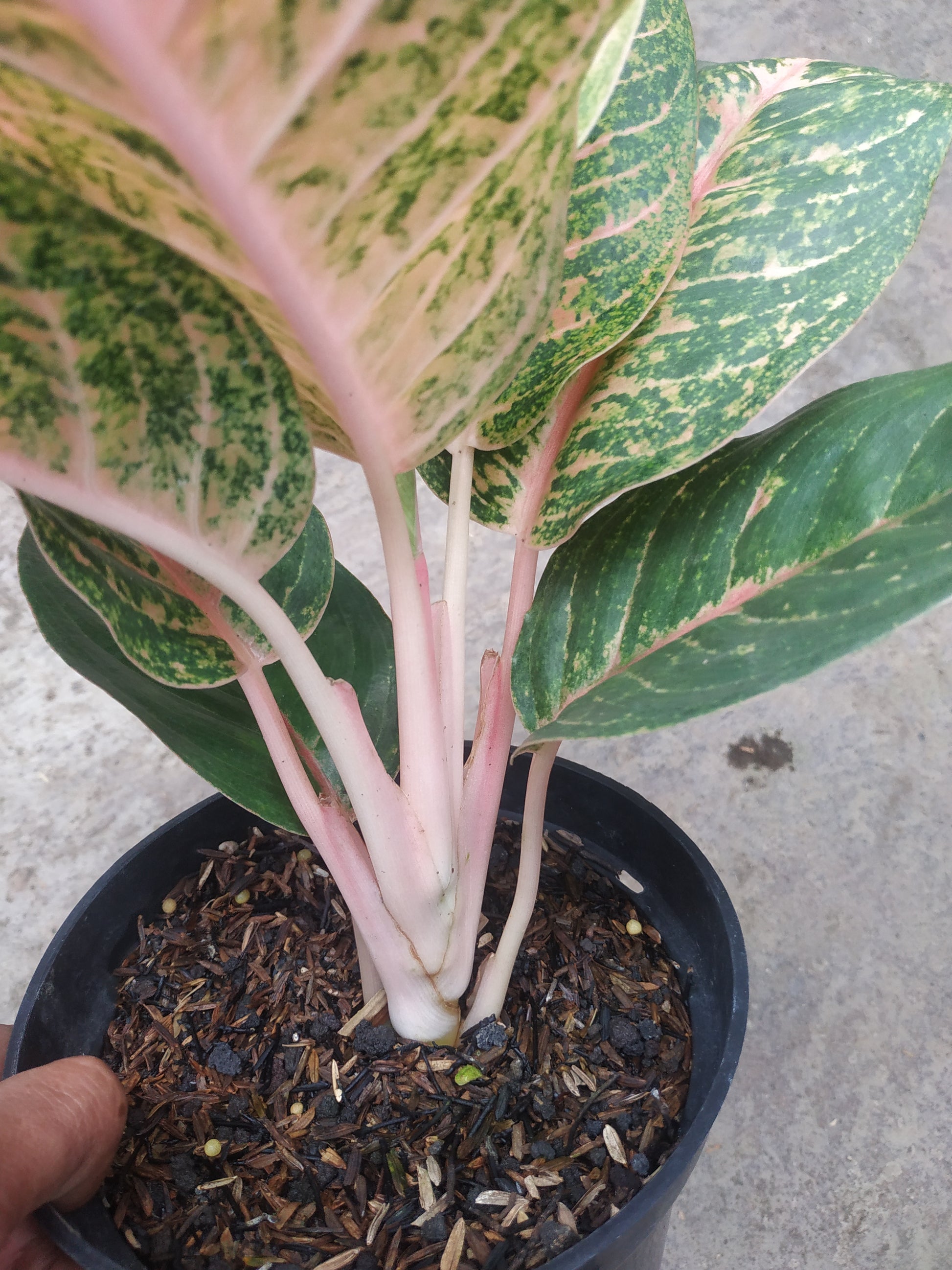 Aglaonema harley quinn, live aglaonema harley quinn, live aglaonema harley quinn plants, rare aglaonema harley quinn, rare aglaonema harley quinn live plants, tropical aglaonema harley quinn live plants, wholesale aglaonema harley quinn, outdoor plant, indoor plants, winter plants, summer plants, spring plants, houseplants, rare aglaonema harley quinn live plants, live aglaonema harley quinn rare plants