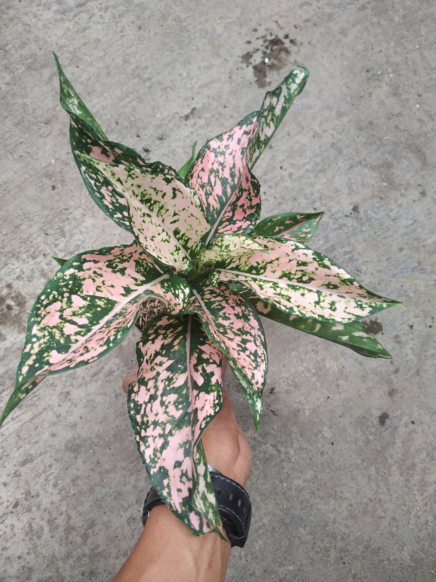 Aglaonema pink dalmation, live aglaonema pink dalmation, live aglaonema pink dalmation plants, rare aglaonema pink dalmation, rare aglaonema pink dalmation live plants, tropical aglaonema pink dalmation live plants, wholesale aglaonema pink dalmation, outdoor plant, indoor plants, winter plants, summer plants, spring plants, houseplants, rare aglaonema pink dalmation live plants, live aglaonema pink dalmation rare plants