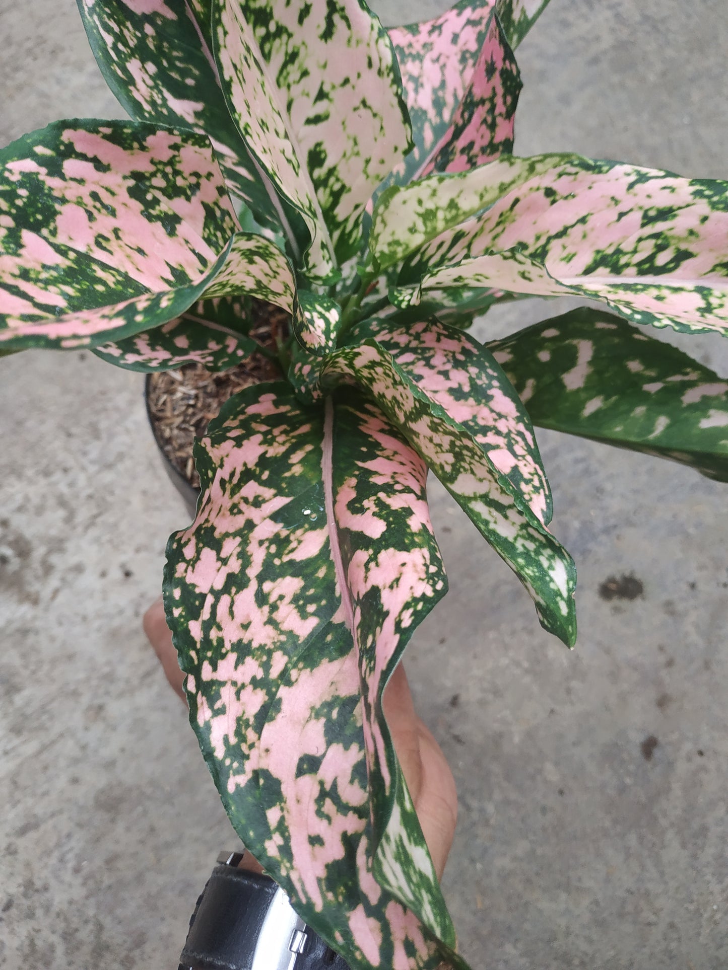 Aglaonema pink dalmation, live aglaonema pink dalmation, live aglaonema pink dalmation plants, rare aglaonema pink dalmation, rare aglaonema pink dalmation live plants, tropical aglaonema pink dalmation live plants, wholesale aglaonema pink dalmation, outdoor plant, indoor plants, winter plants, summer plants, spring plants, houseplants, rare aglaonema pink dalmation live plants, live aglaonema pink dalmation rare plants