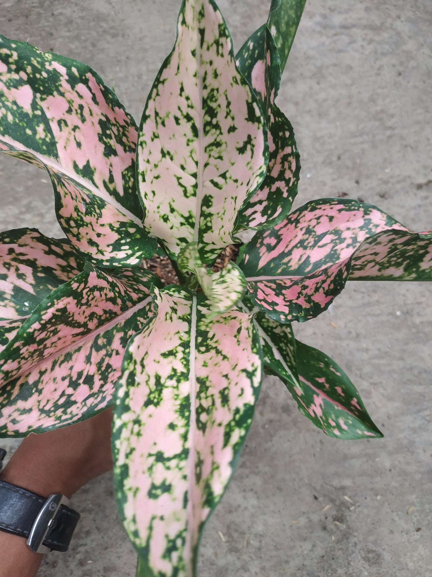 Aglaonema pink dalmation, live aglaonema pink dalmation, live aglaonema pink dalmation plants, rare aglaonema pink dalmation, rare aglaonema pink dalmation live plants, tropical aglaonema pink dalmation live plants, wholesale aglaonema pink dalmation, outdoor plant, indoor plants, winter plants, summer plants, spring plants, houseplants, rare aglaonema pink dalmation live plants, live aglaonema pink dalmation rare plants