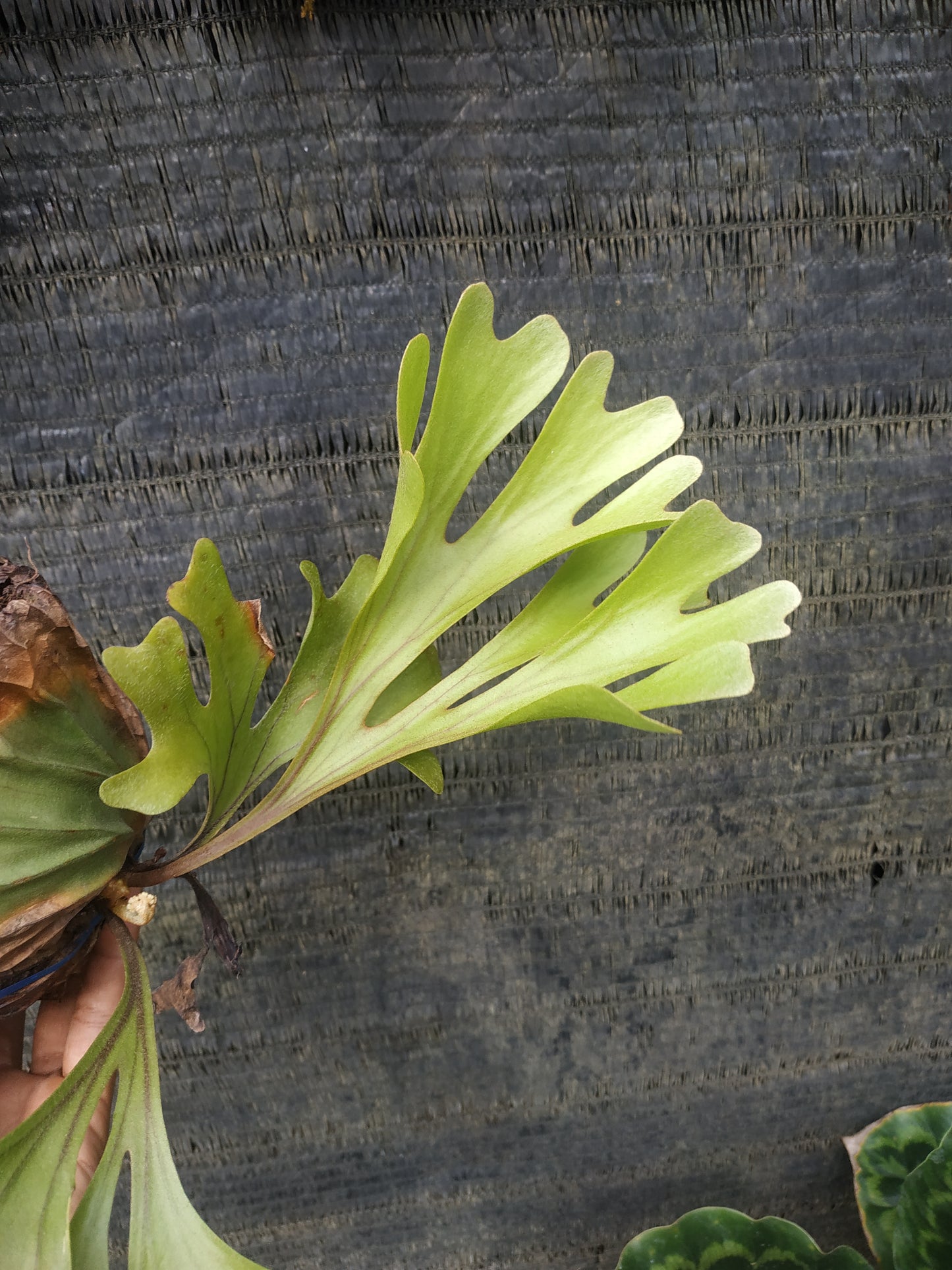 Platycerium Ridleyi