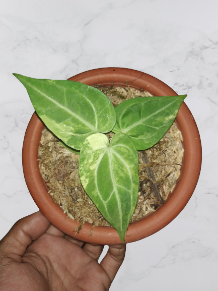 anthurium, anthurium magnificum variegated, live anthurium magnificum variegated, live anthurium magnificum variegated plants, rare anthurium magnificum variegated, rare anthurium variegated form live plants, tropical anthurium magnificum variegated live plants, wholesale anthurium magnificum variegated, outdoor plant, indoor plants, winter plants, summer plants, spring plants, houseplants, rare anthurium magnificum variegated plants, live anthurium magnificum variegated rare plants