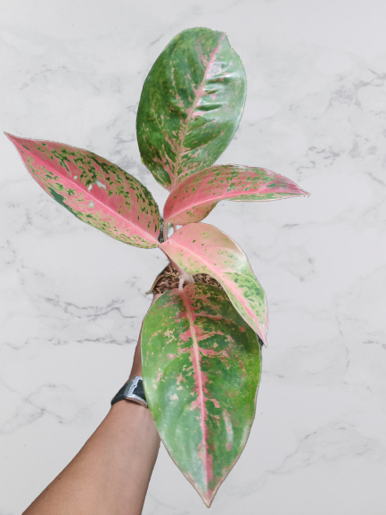 Aglaonema big roy, live aglaonema big roy, live aglaonema big roy plants, rare aglaonema big roy, rare aglaonema big roy live plants, tropical aglaonema big roy live plants, wholesale aglaonema big roy, outdoor plant, indoor plants, winter plants, summer plants, spring plants, houseplants, rare aglaonema big roy live plants, live aglaonema big roy rare plants