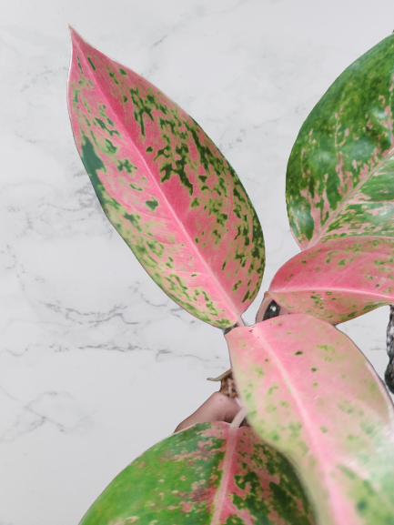 Aglaonema big roy, live aglaonema big roy, live aglaonema big roy plants, rare aglaonema big roy, rare aglaonema big roy live plants, tropical aglaonema big roy live plants, wholesale aglaonema big roy, outdoor plant, indoor plants, winter plants, summer plants, spring plants, houseplants, rare aglaonema big roy live plants, live aglaonema big roy rare plants