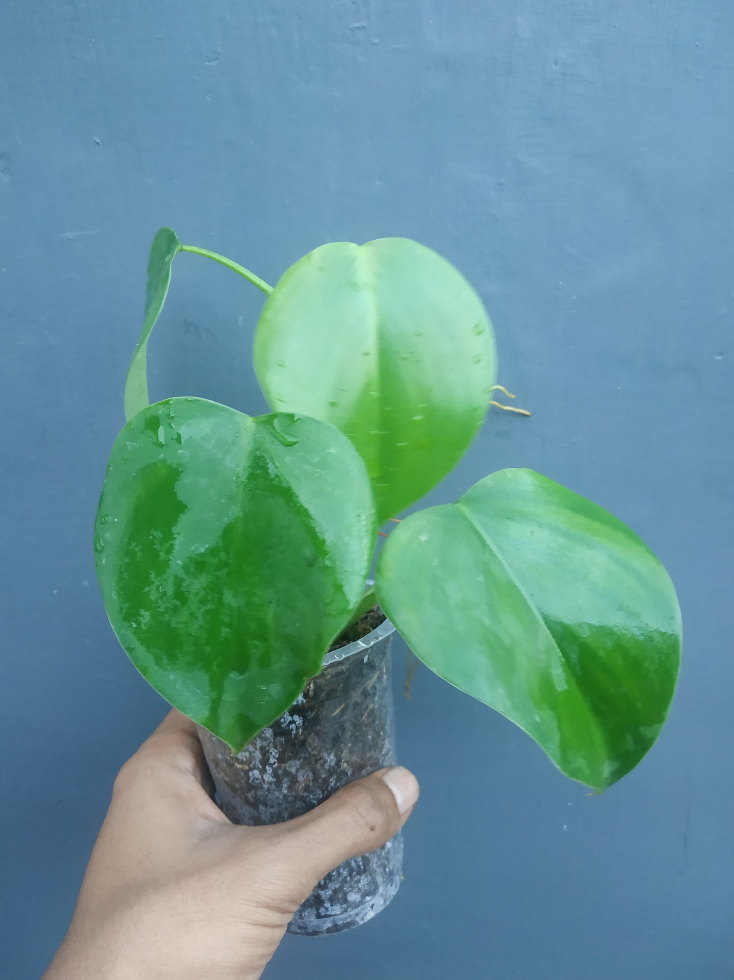 Philodendron Microstictum