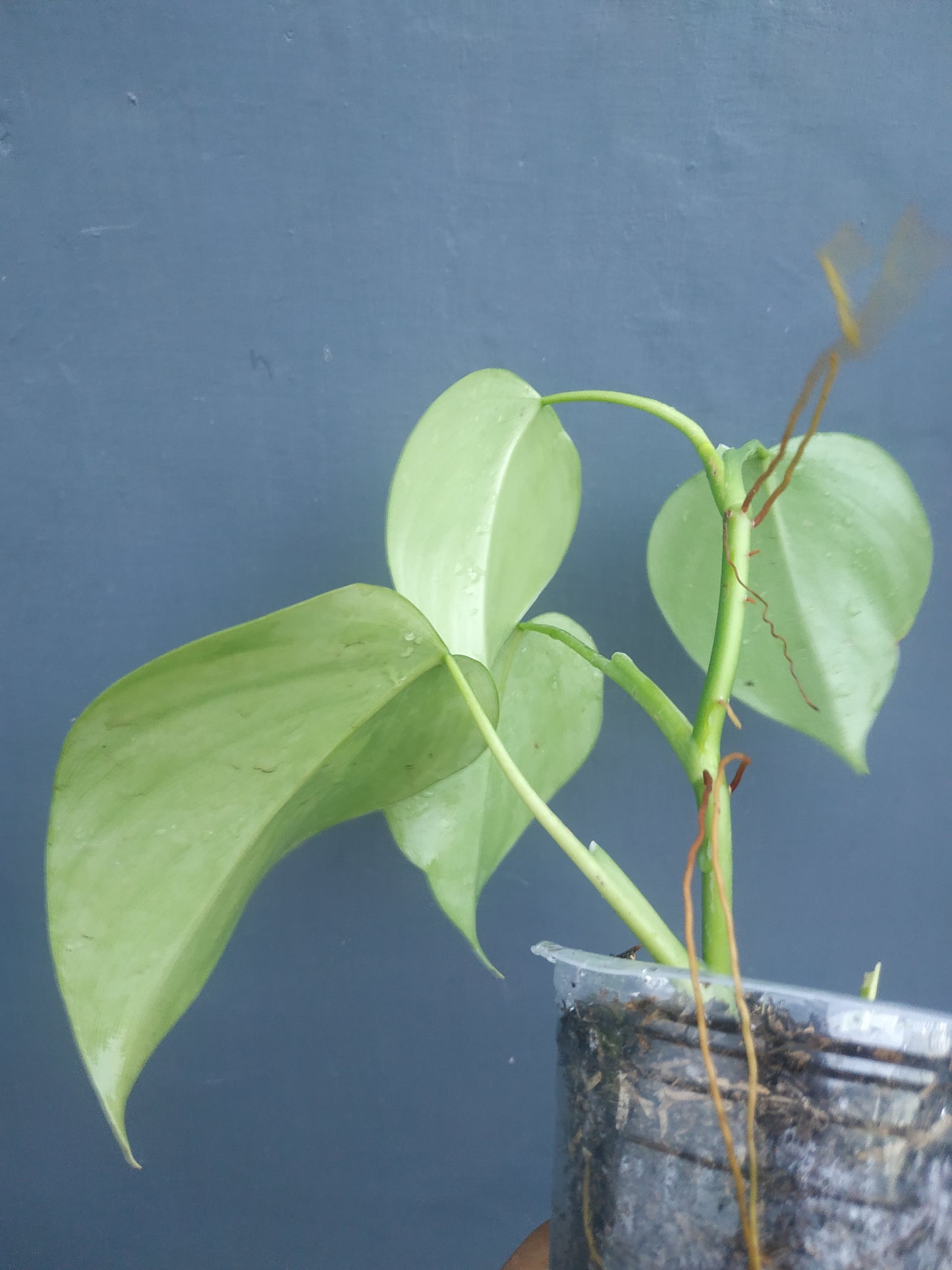 Philodendron Microstictum