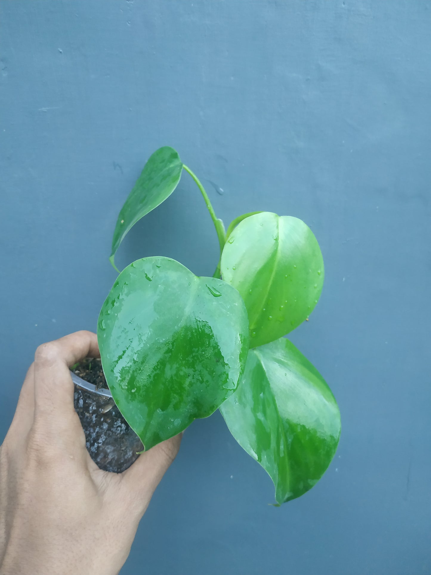 Philodendron Microstictum