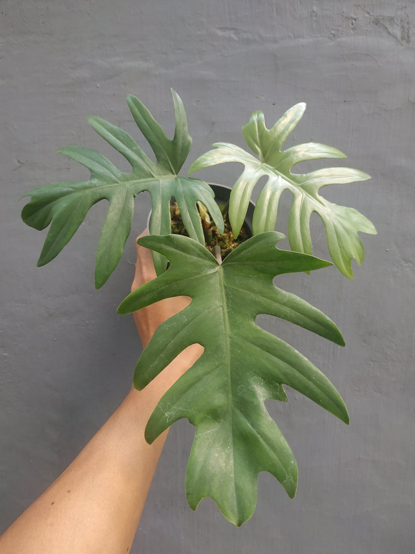 Philodendron Mayoi