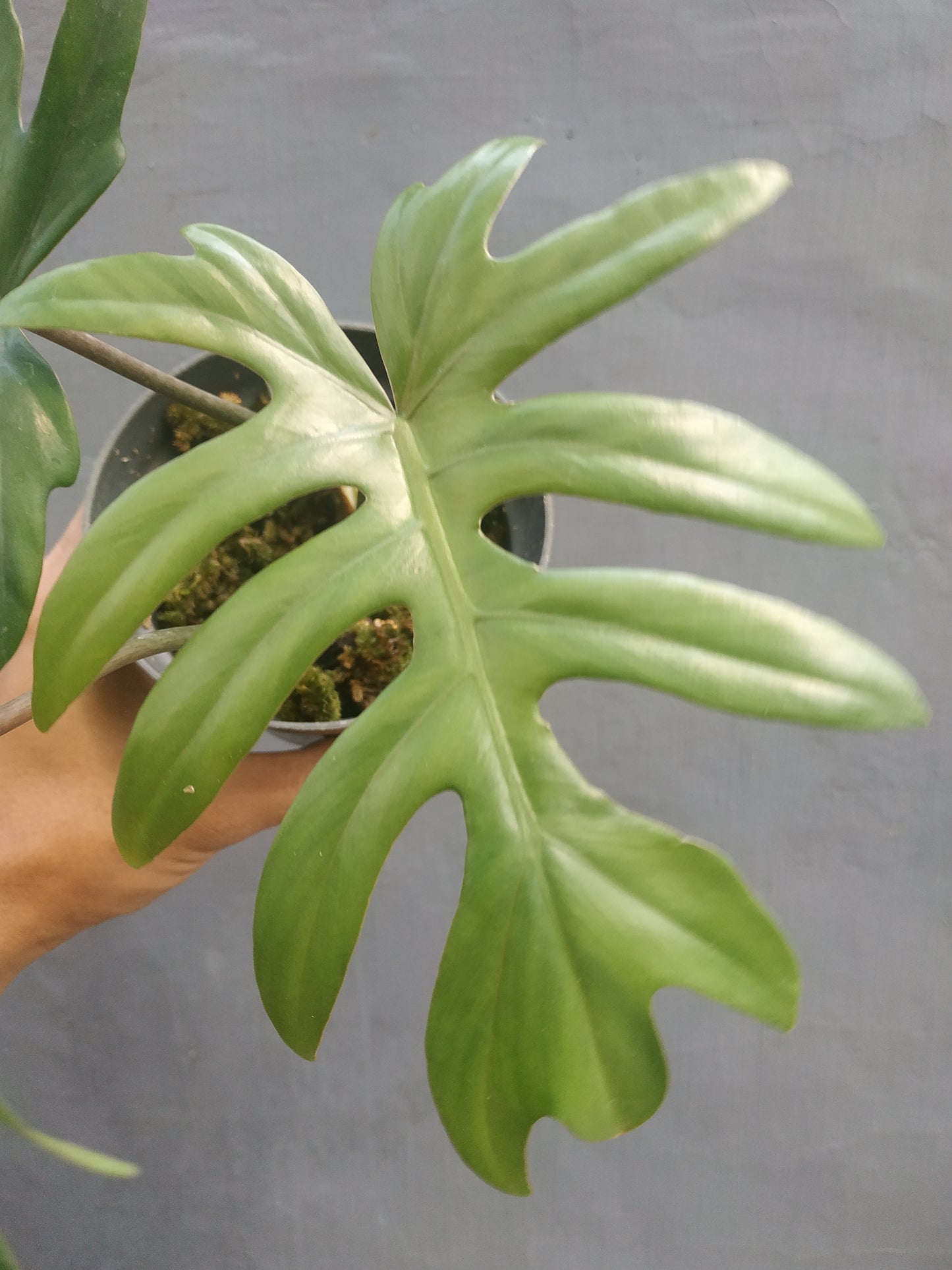 Philodendron Mayoi