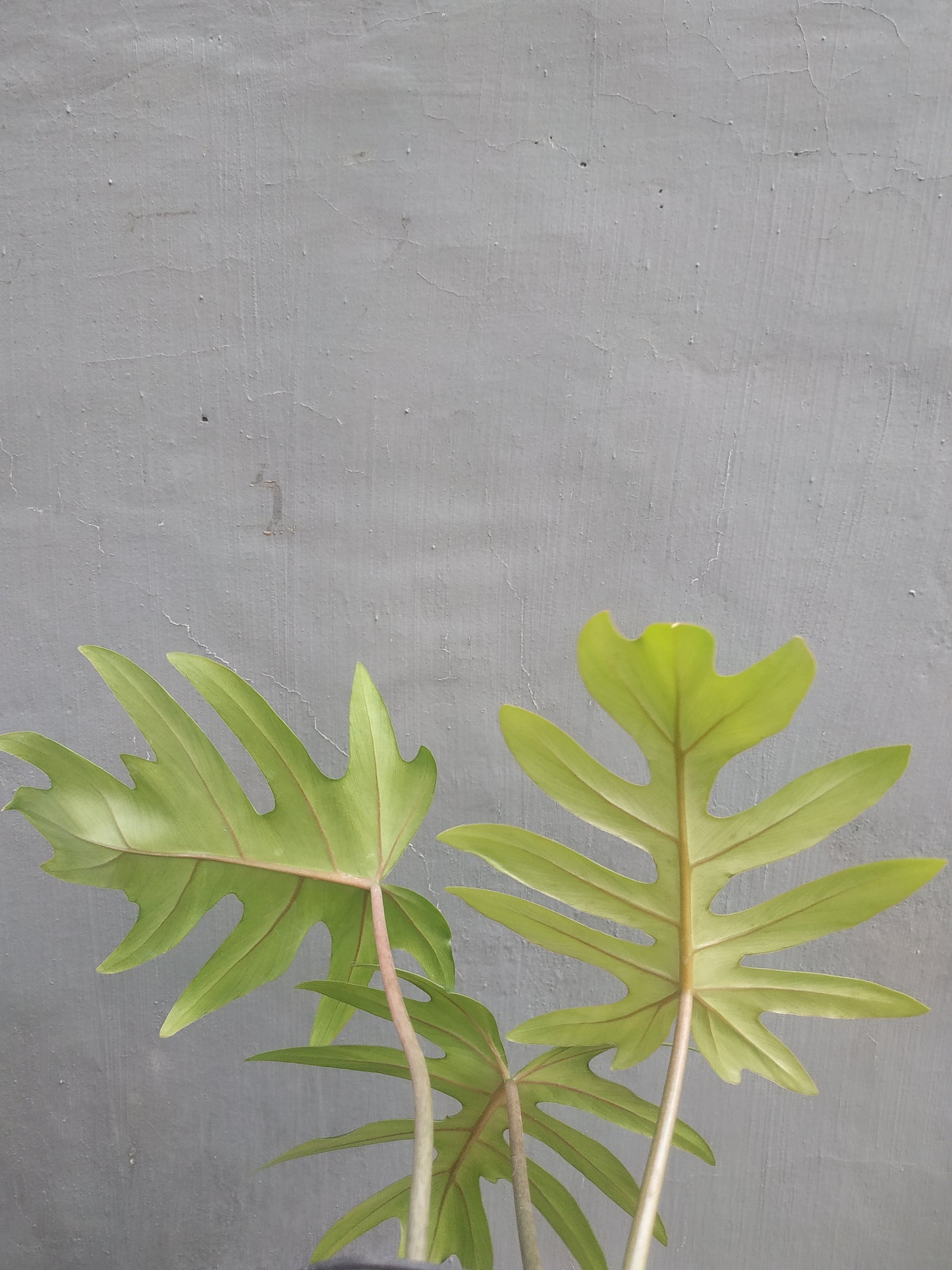 Philodendron Mayoi