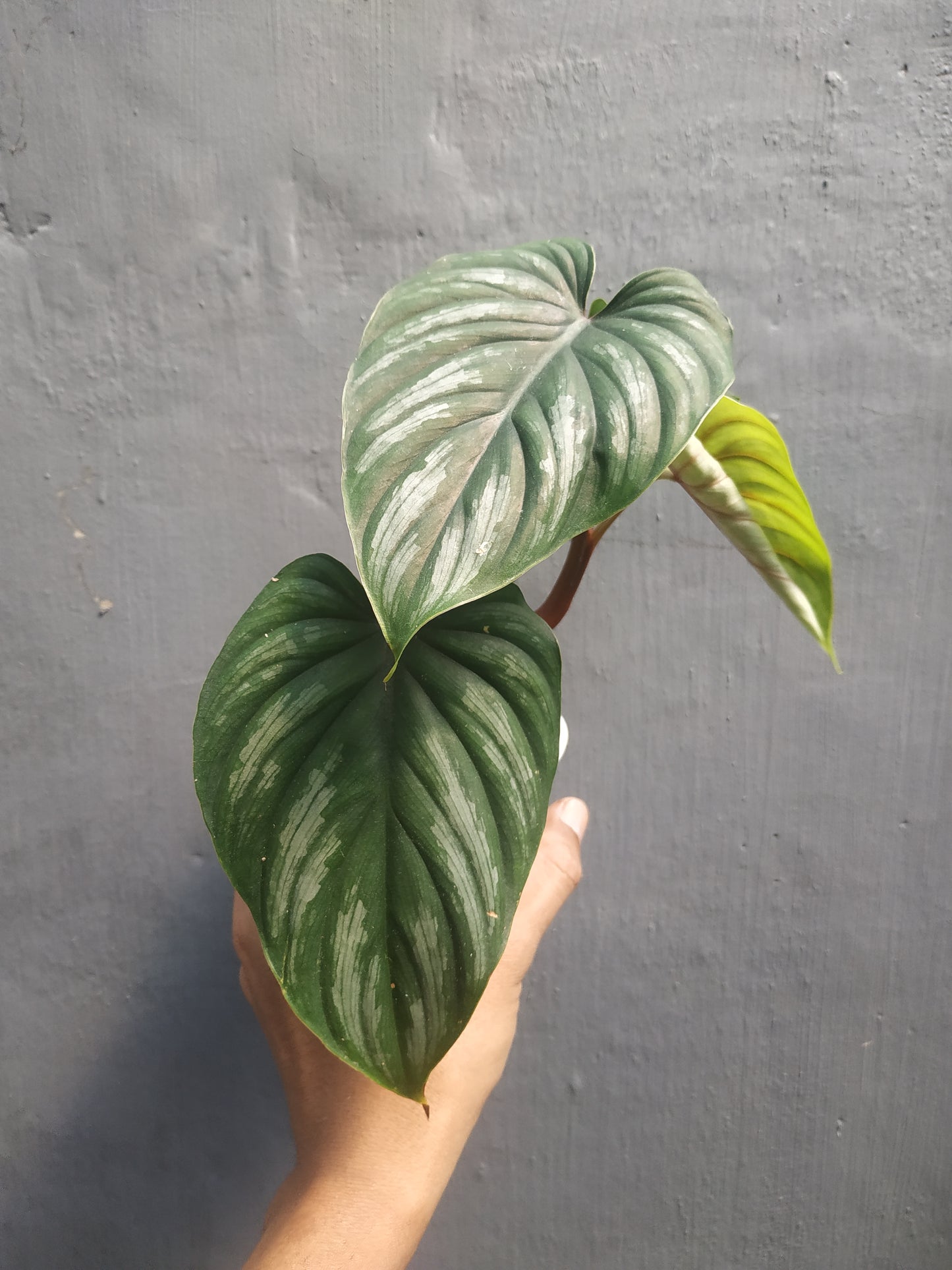 Philodendron Plowmanii Narrow Form Black Face