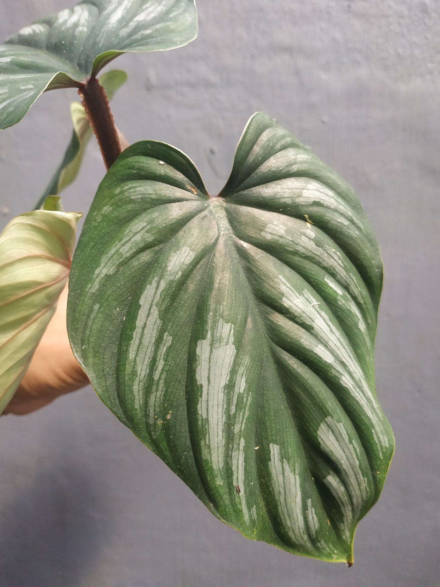 Philodendron Plowmanii Narrow Form Black Face