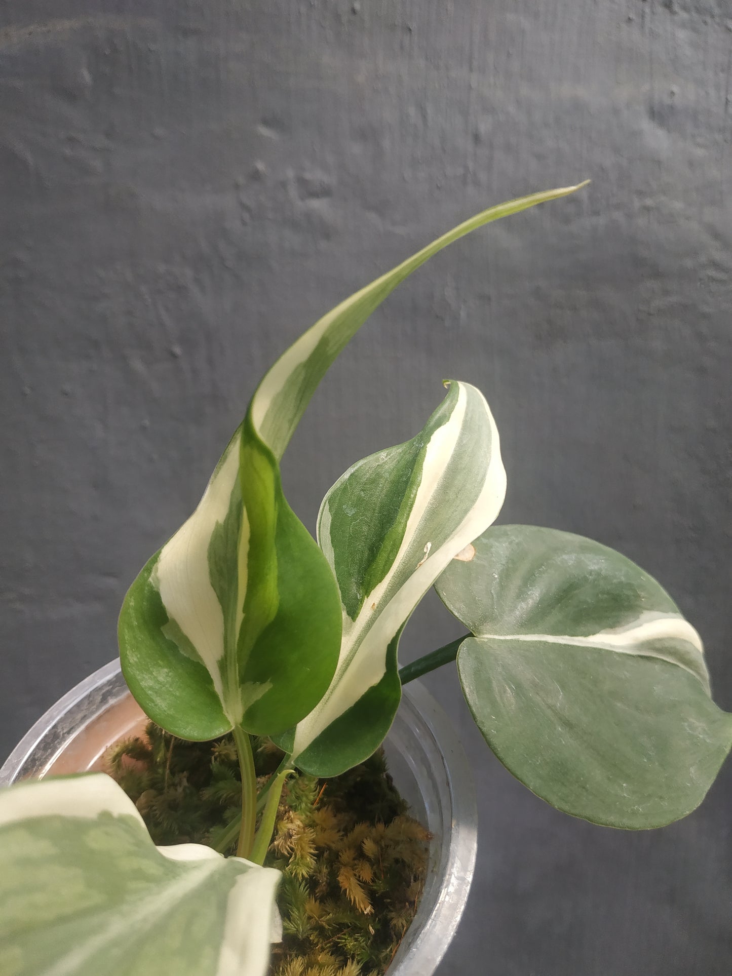 Philodendron Rio
