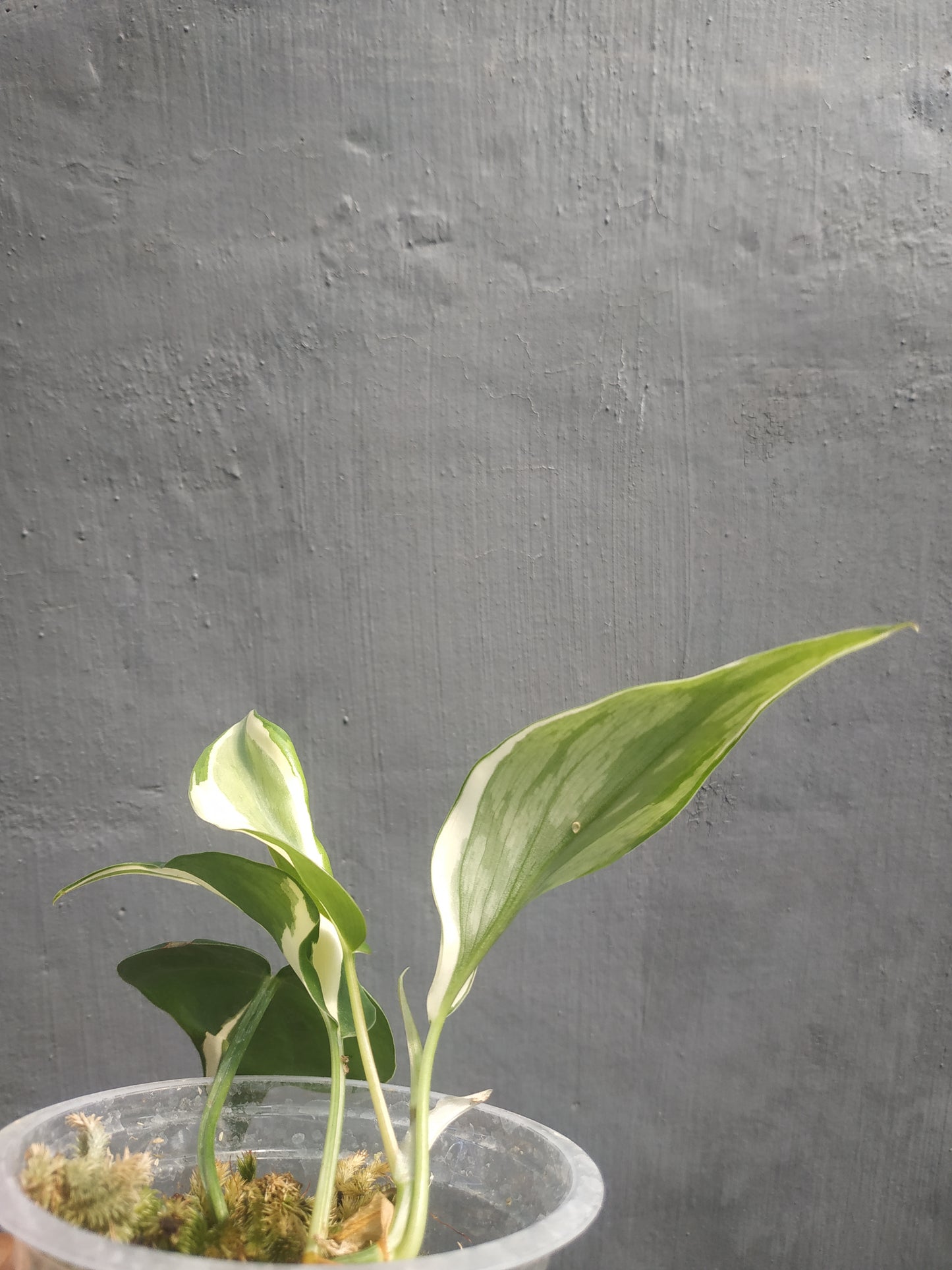 Philodendron Rio