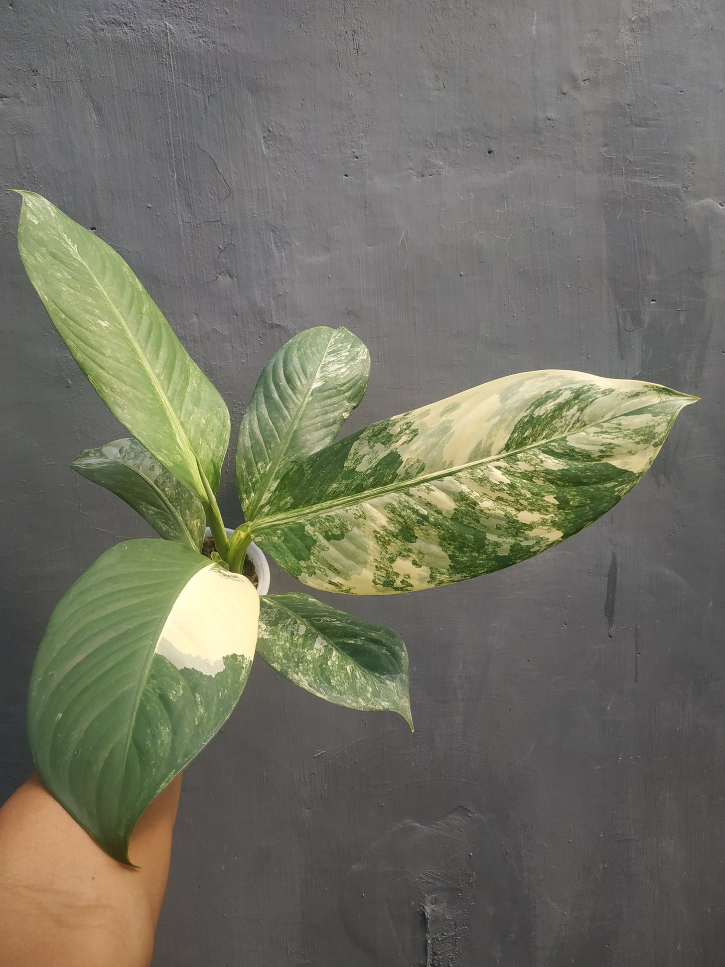 Dieffenbachia, live dieffenbachia daguensis big ben daguensis variegated, rare dieffenbachia daguensis big ben daguensis variegated plants, tropical dieffenbachia daguensis big ben daguensis variegated live plants, wholesale dieffenbachia daguensis big ben daguensis variegated, outdoor plant, indoor plants, winter plants, summer plants, spring plants, houseplants, rare dieffenbachia daguensis big ben daguensis variegated plants, live dieffenbachia daguensis big ben daguensis variegated rare plants