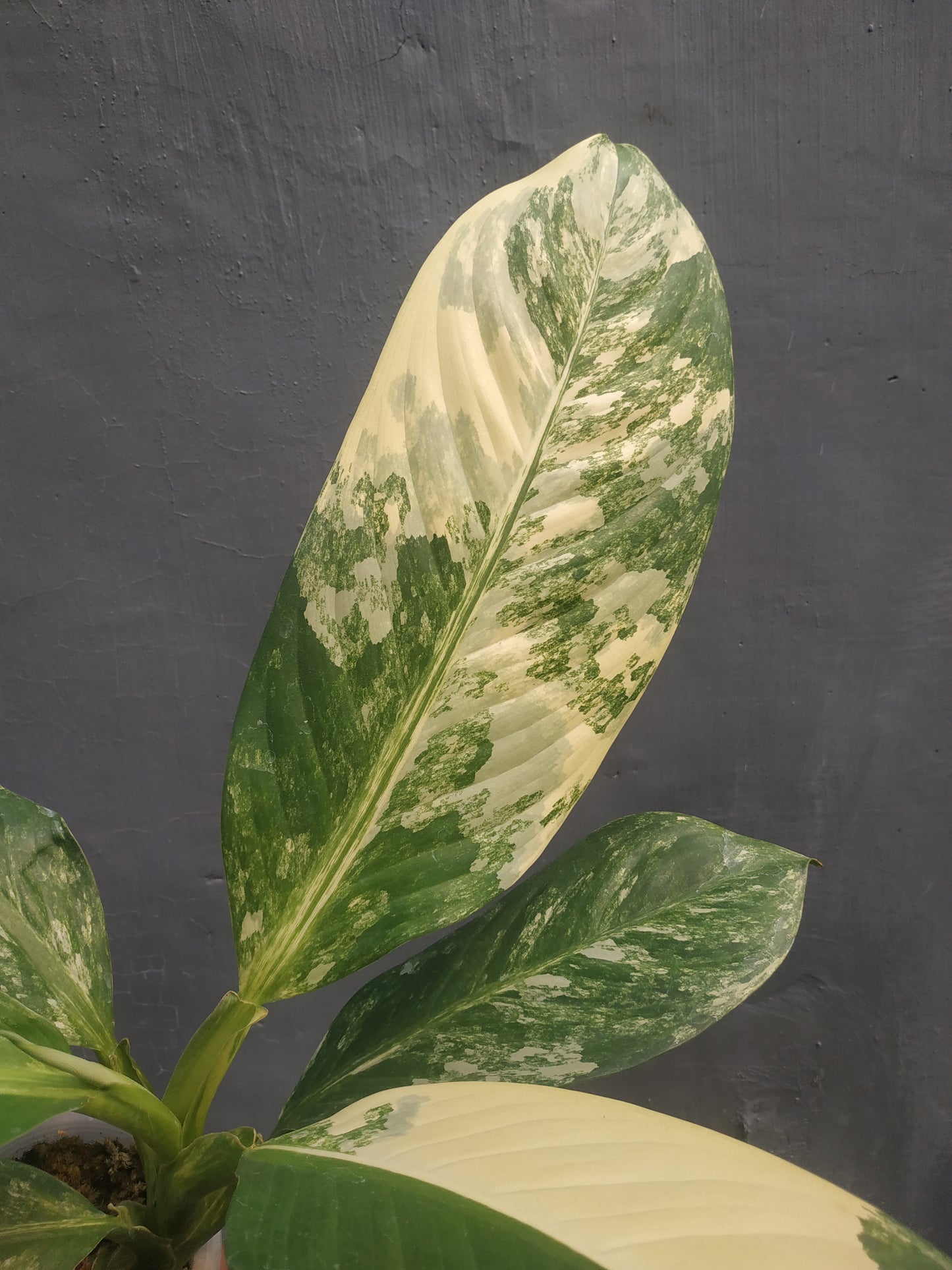 Dieffenbachia, live dieffenbachia daguensis big ben daguensis variegated, rare dieffenbachia daguensis big ben daguensis variegated plants, tropical dieffenbachia daguensis big ben daguensis variegated live plants, wholesale dieffenbachia daguensis big ben daguensis variegated, outdoor plant, indoor plants, winter plants, summer plants, spring plants, houseplants, rare dieffenbachia daguensis big ben daguensis variegated plants, live dieffenbachia daguensis big ben daguensis variegated rare plants