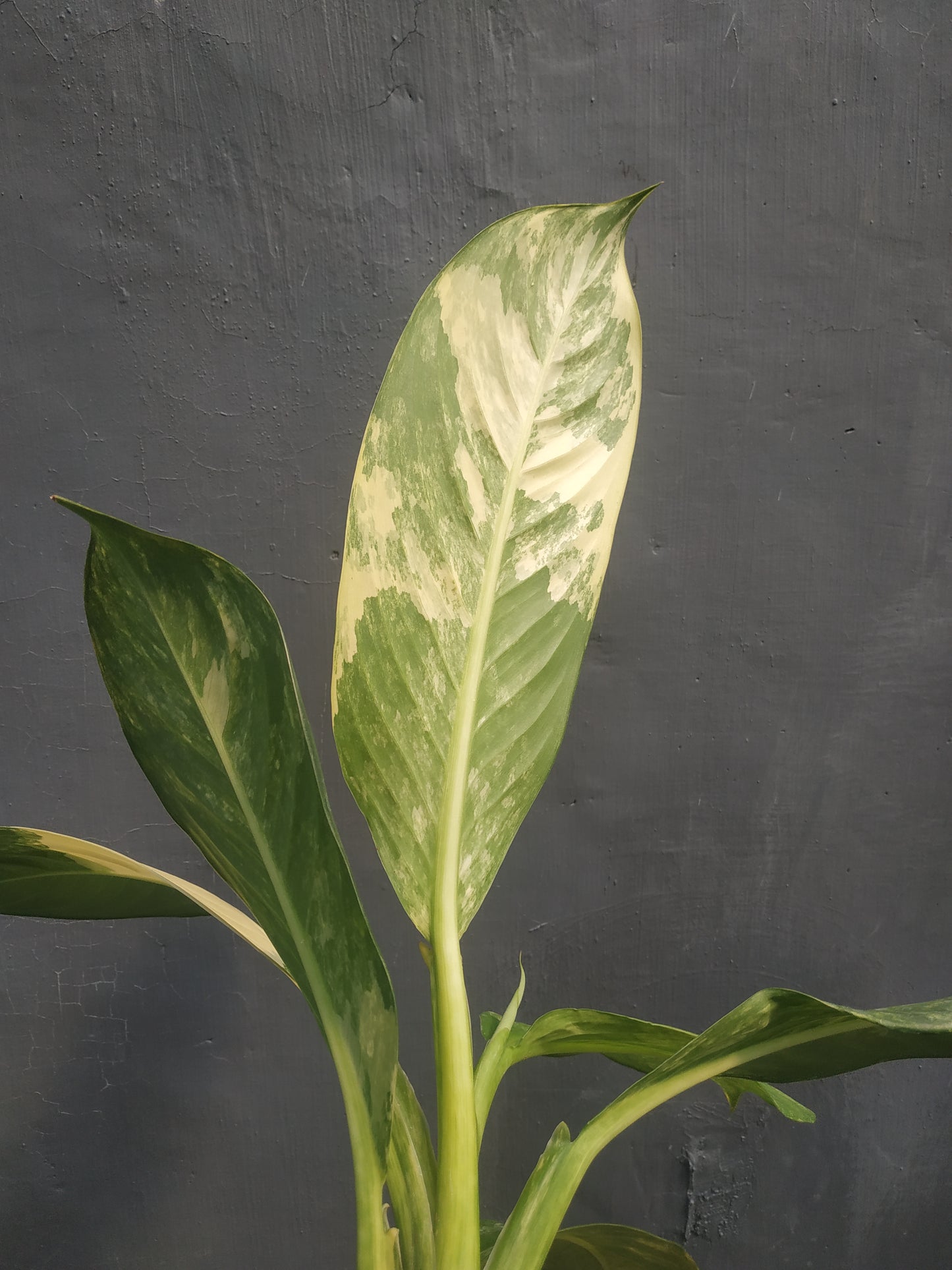 Dieffenbachia, live dieffenbachia daguensis big ben daguensis variegated, rare dieffenbachia daguensis big ben daguensis variegated plants, tropical dieffenbachia daguensis big ben daguensis variegated live plants, wholesale dieffenbachia daguensis big ben daguensis variegated, outdoor plant, indoor plants, winter plants, summer plants, spring plants, houseplants, rare dieffenbachia daguensis big ben daguensis variegated plants, live dieffenbachia daguensis big ben daguensis variegated rare plants
