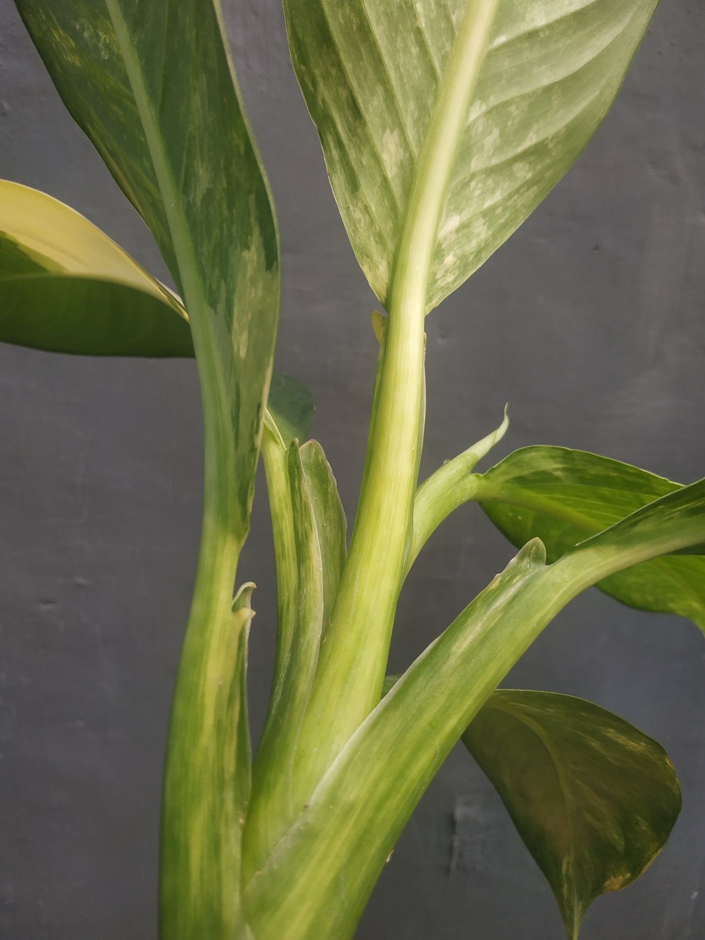 Dieffenbachia, live dieffenbachia daguensis big ben daguensis variegated, rare dieffenbachia daguensis big ben daguensis variegated plants, tropical dieffenbachia daguensis big ben daguensis variegated live plants, wholesale dieffenbachia daguensis big ben daguensis variegated, outdoor plant, indoor plants, winter plants, summer plants, spring plants, houseplants, rare dieffenbachia daguensis big ben daguensis variegated plants, live dieffenbachia daguensis big ben daguensis variegated rare plants