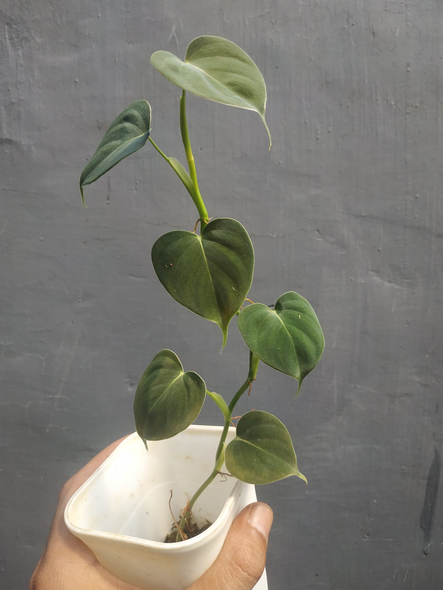 Philodendron Lupinum