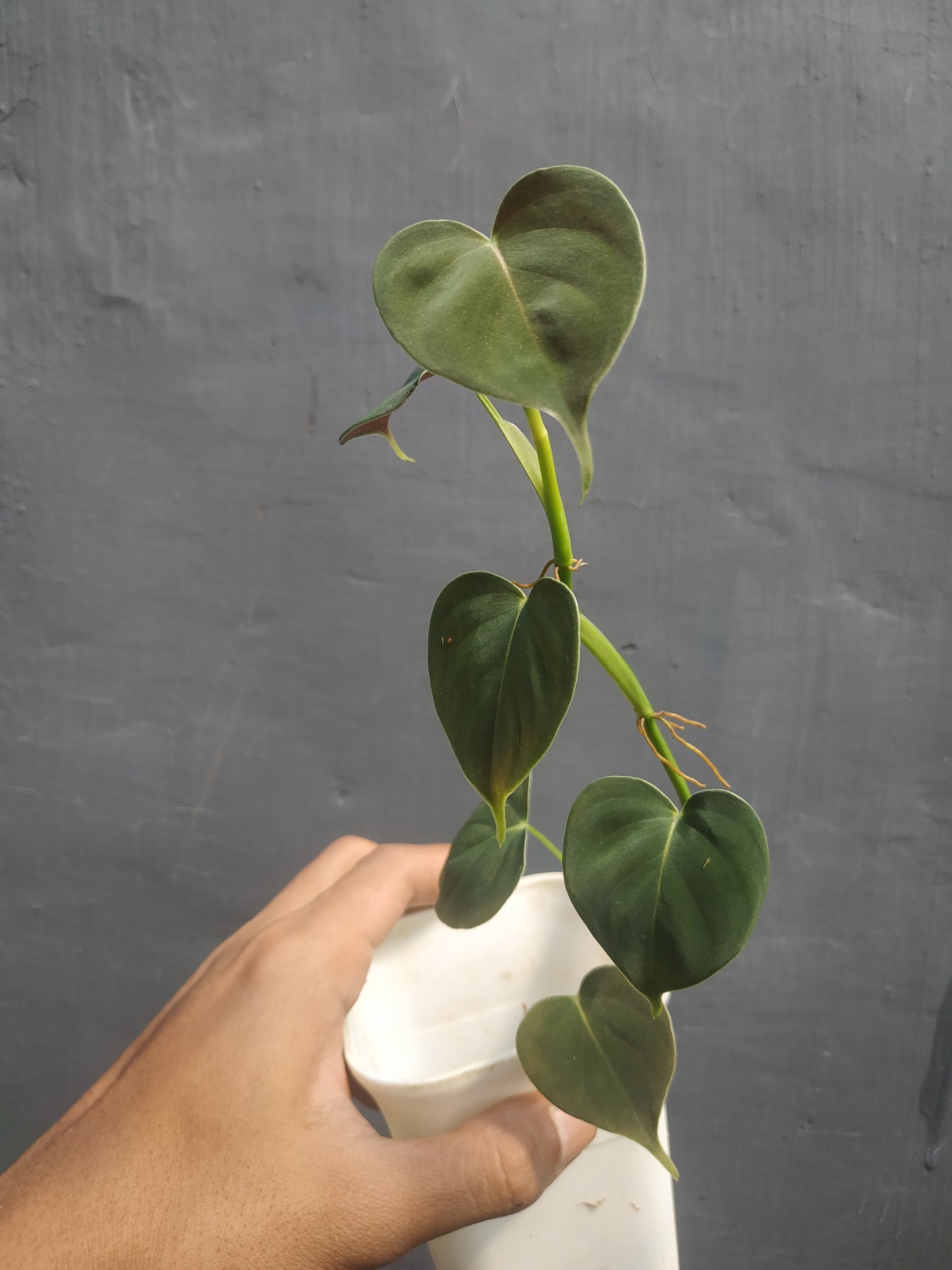 Philodendron Lupinum