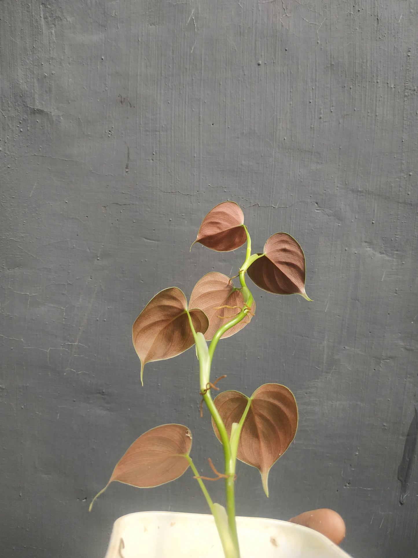 Philodendron Lupinum