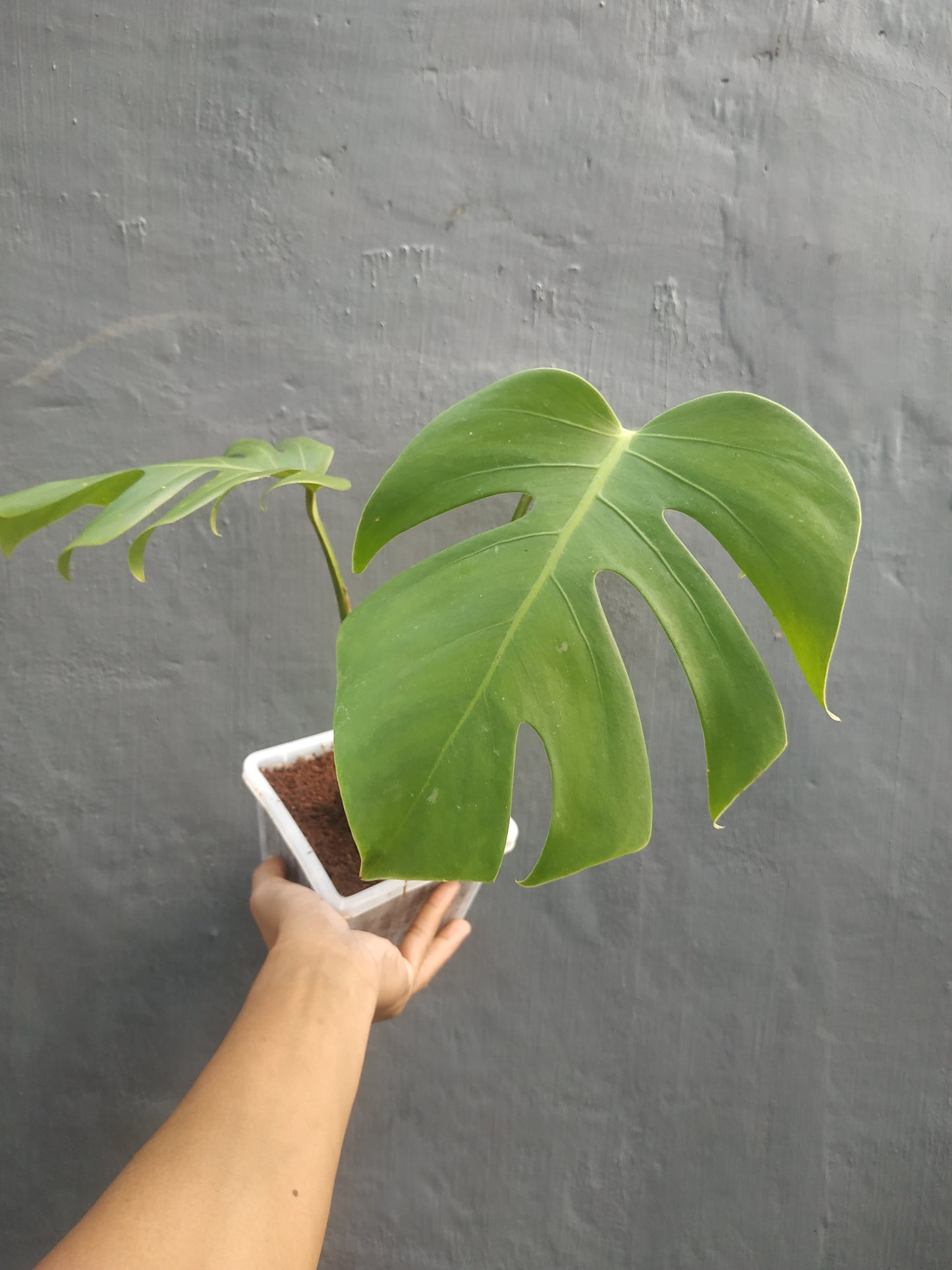 Monstera Deliciosa Borsigiana