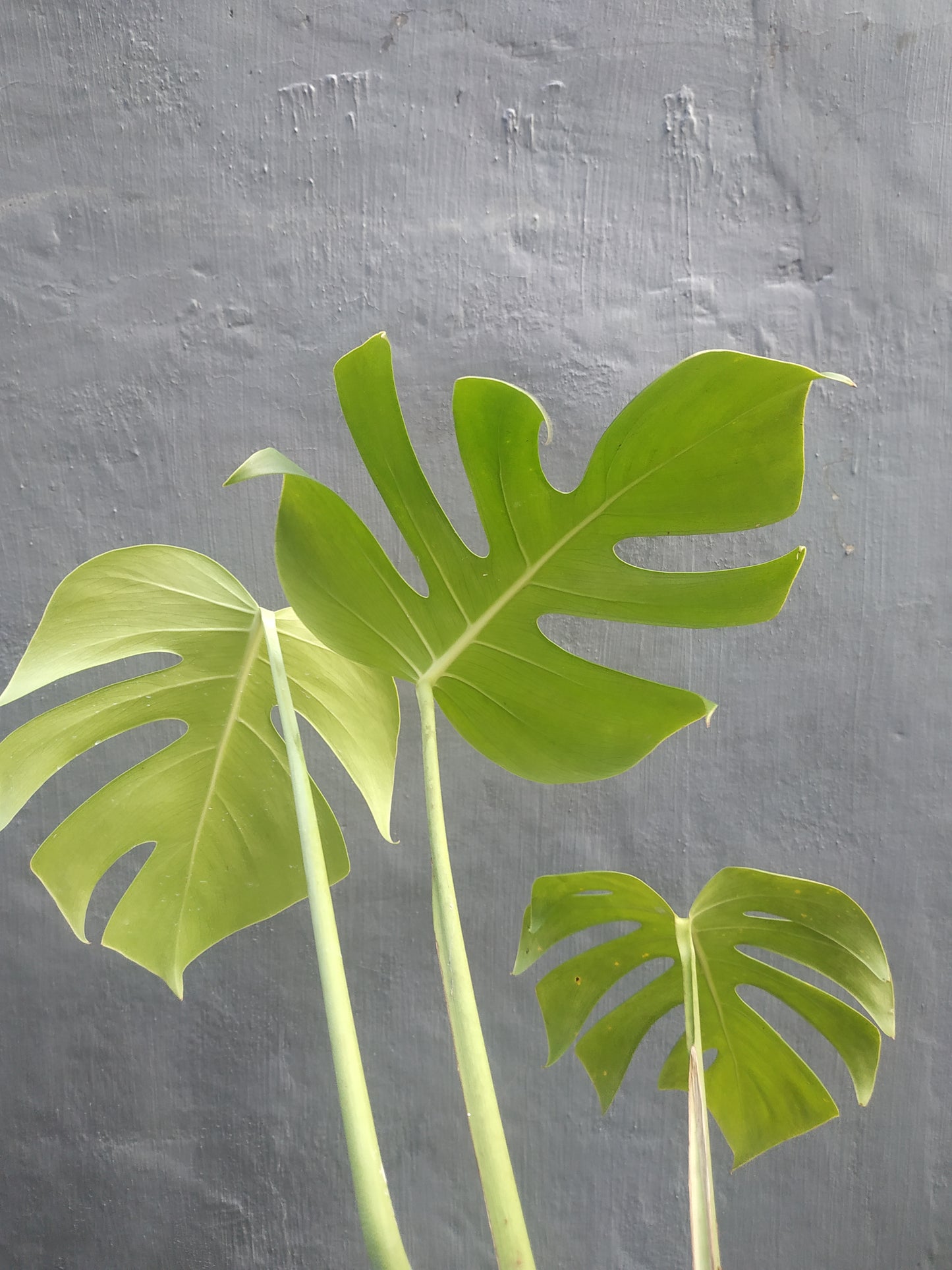 Monstera Deliciosa Borsigiana