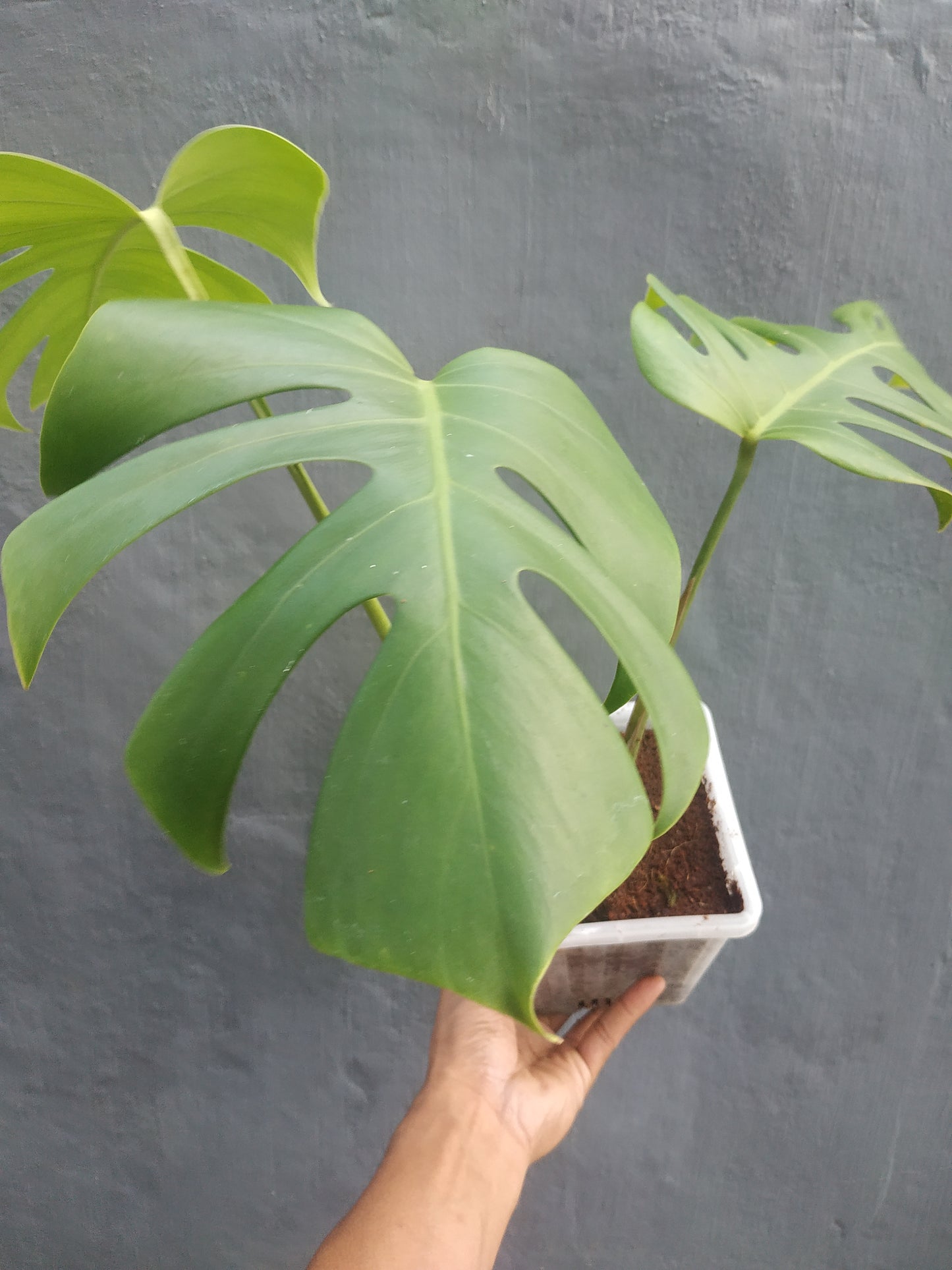 Monstera Deliciosa Borsigiana