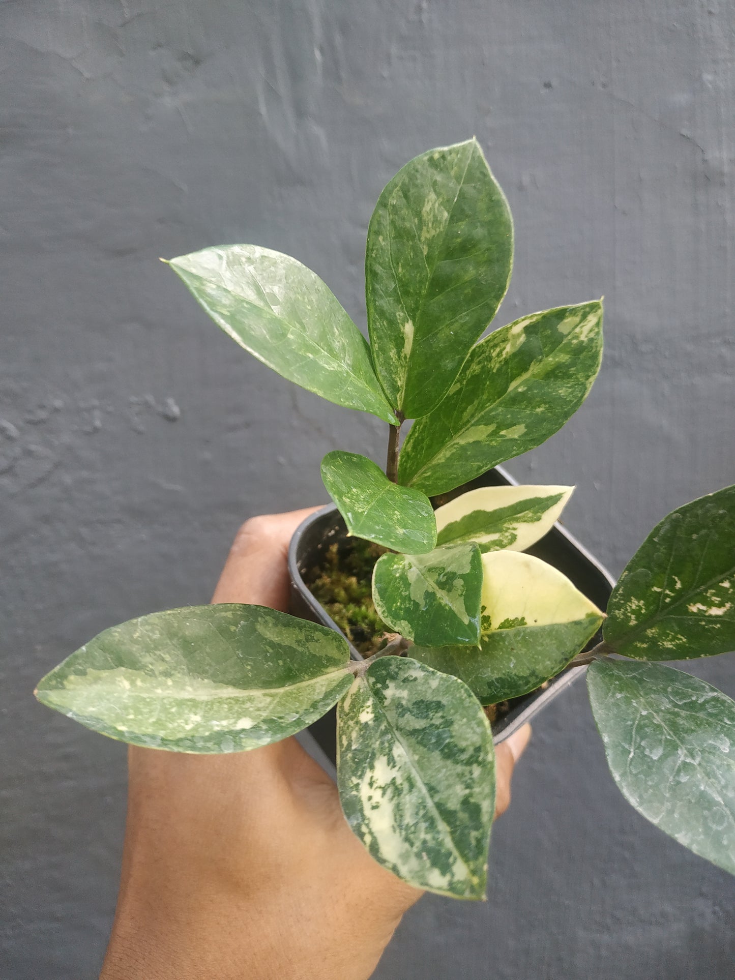 Zamioculcas Zamiifolia Variegated Small