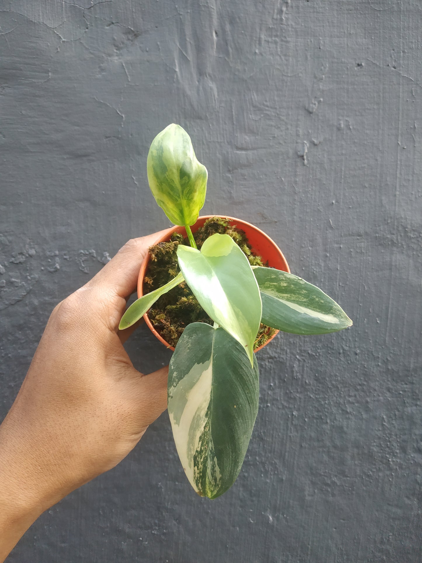 Philodendron Bipennifolium Violin Variegated Small