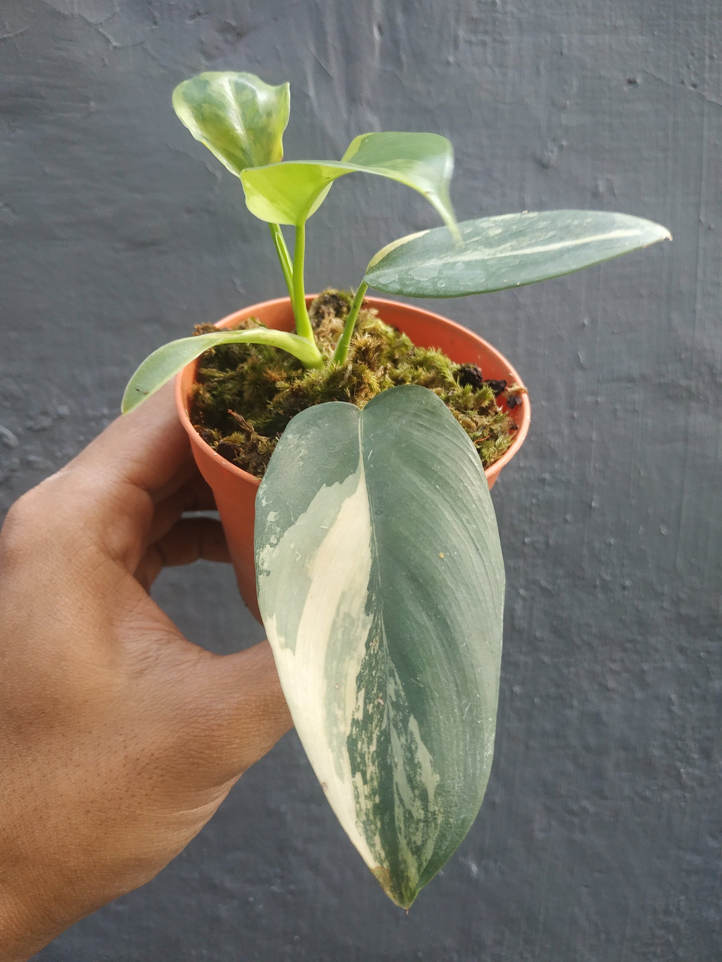 Philodendron Bipennifolium Violin Variegated Small