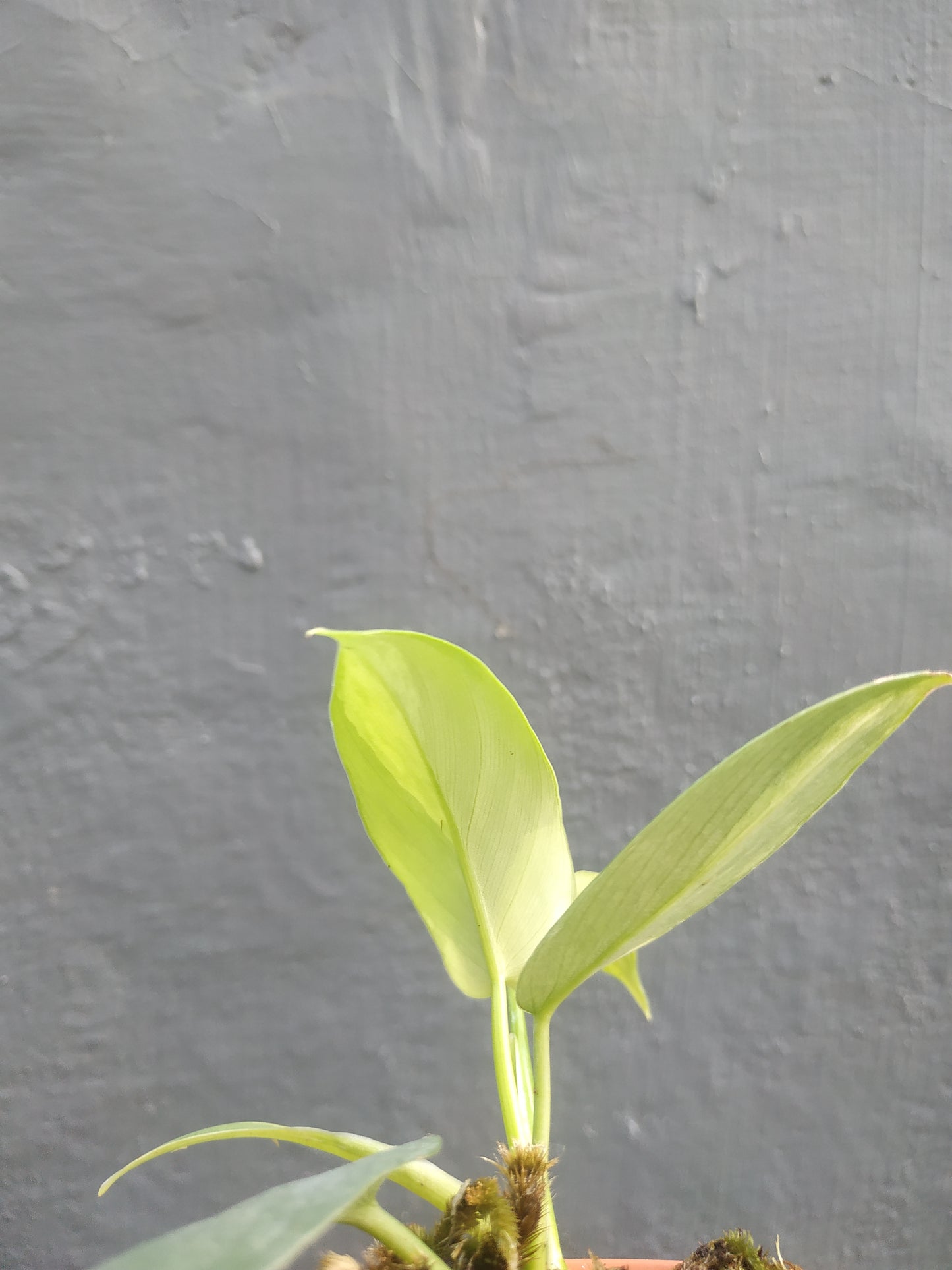 Philodendron Bipennifolium Violin Variegated Small