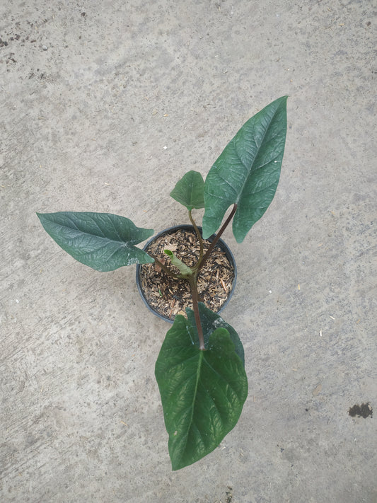 alocasia, live alocasia scalprum sp. borneo, live scalprum sp. borneo plants, rare scalprum sp. borneo, rare scalprum sp. borneo live plants, tropical scalprum sp. borneo live plants, wholesale scalprum sp. borneo, outdoor plant, indoor plants, winter plants, summer plants, spring plants, houseplants, rare aglaonema scalprum sp. borneo plants, live scalprum sp. borneo rare plants