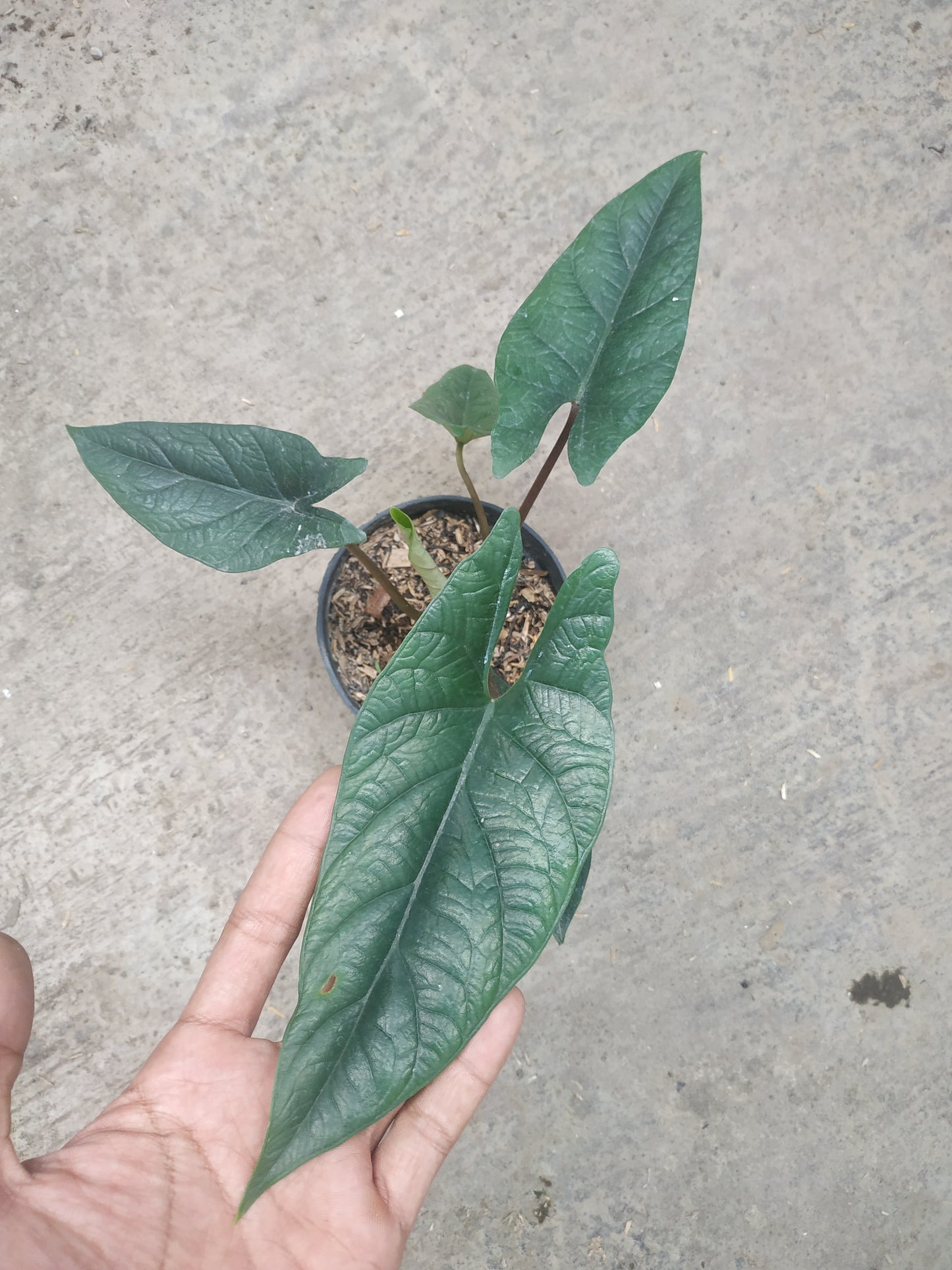 alocasia, live alocasia scalprum sp. borneo, live scalprum sp. borneo plants, rare scalprum sp. borneo, rare scalprum sp. borneo live plants, tropical scalprum sp. borneo live plants, wholesale scalprum sp. borneo, outdoor plant, indoor plants, winter plants, summer plants, spring plants, houseplants, rare aglaonema scalprum sp. borneo plants, live scalprum sp. borneo rare plants