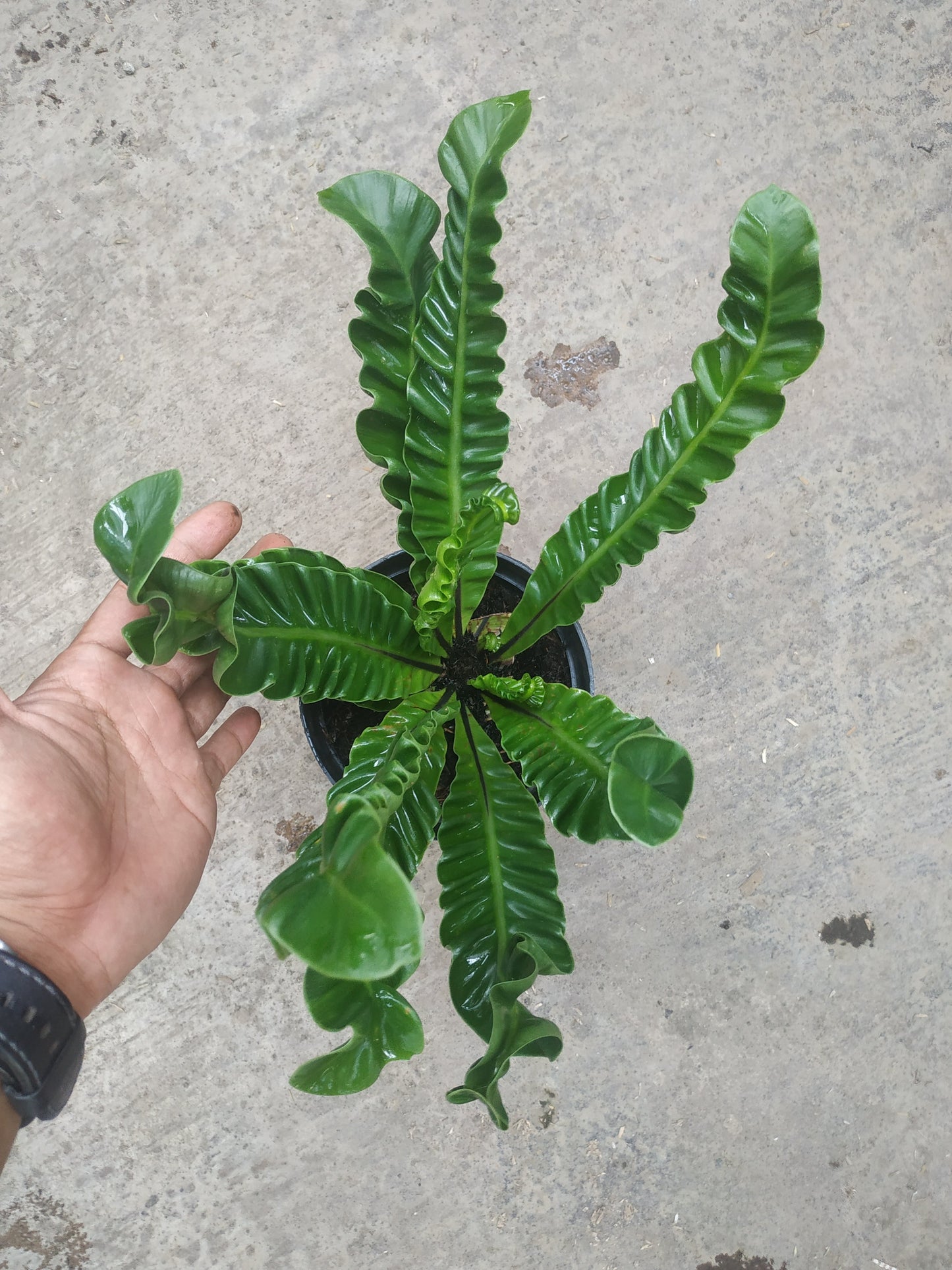 asplenium, asplenium lasagna, live asplenium lasagna, live asplenium lasagna plants, rare asplenium lasagna, rare asplenium lasagna plants, tropical asplenium lasagna live plants, wholesale asplenium lasagna, outdoor plant, indoor plants, winter plants, summer plants, spring plants, houseplants, rare asplenium lasagna plants, live asplenium lasagna rare plants