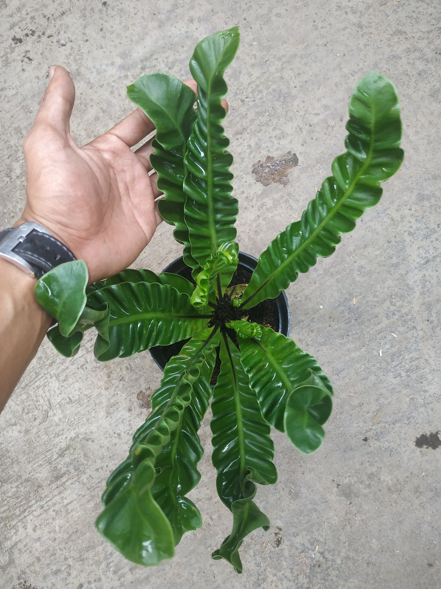 asplenium, asplenium lasagna, live asplenium lasagna, live asplenium lasagna plants, rare asplenium lasagna, rare asplenium lasagna plants, tropical asplenium lasagna live plants, wholesale asplenium lasagna, outdoor plant, indoor plants, winter plants, summer plants, spring plants, houseplants, rare asplenium lasagna plants, live asplenium lasagna rare plants